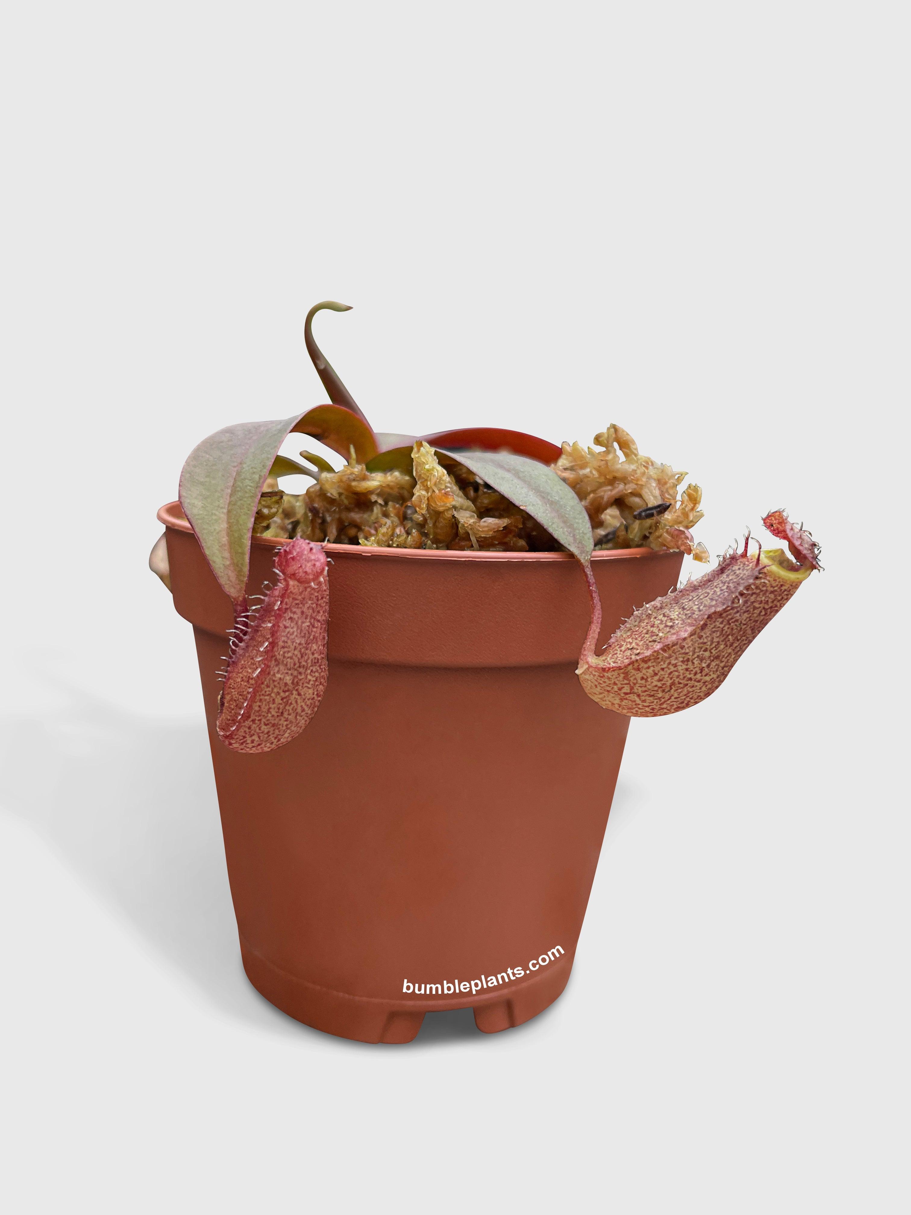 Nepenthes Rebecca Soper Carnivorous Pitcher Plant - Bumble Plants