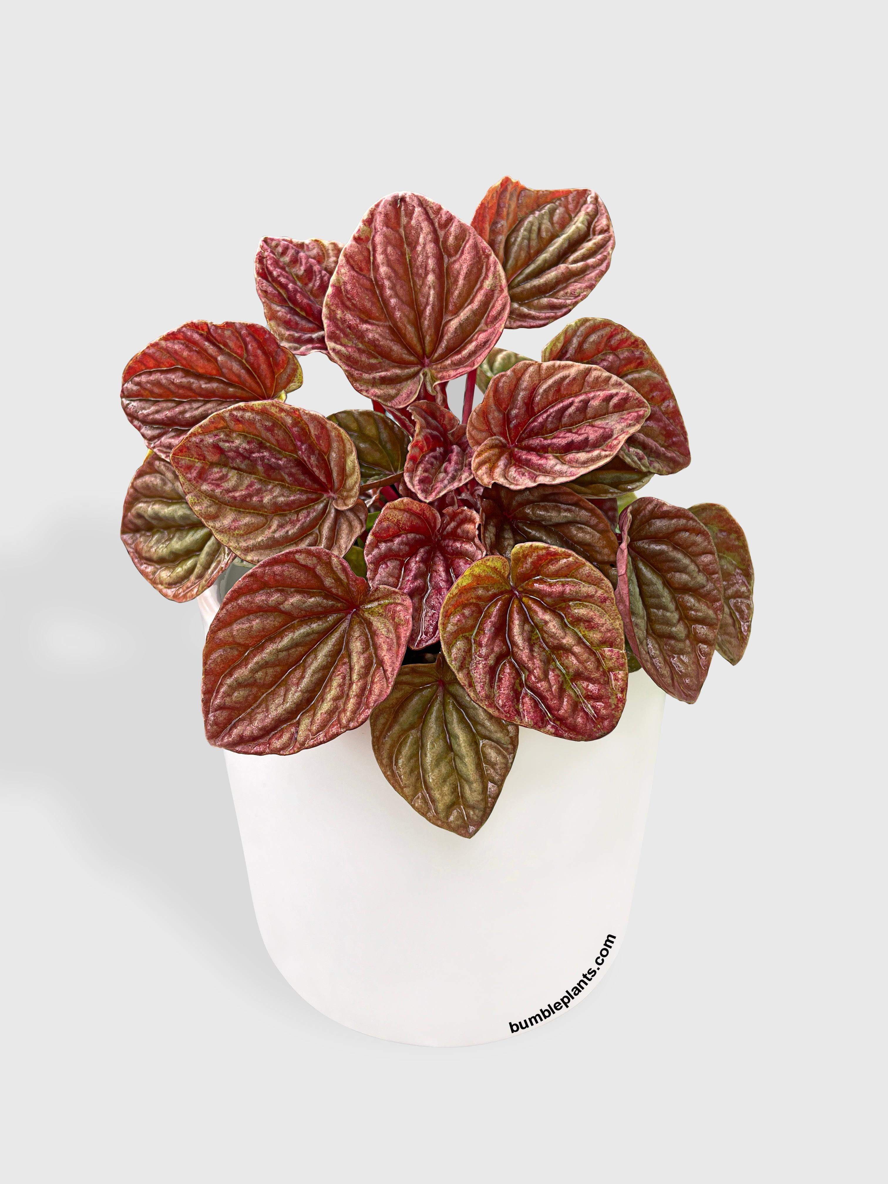 Peperomia Caperata Quito - Bumble Plants