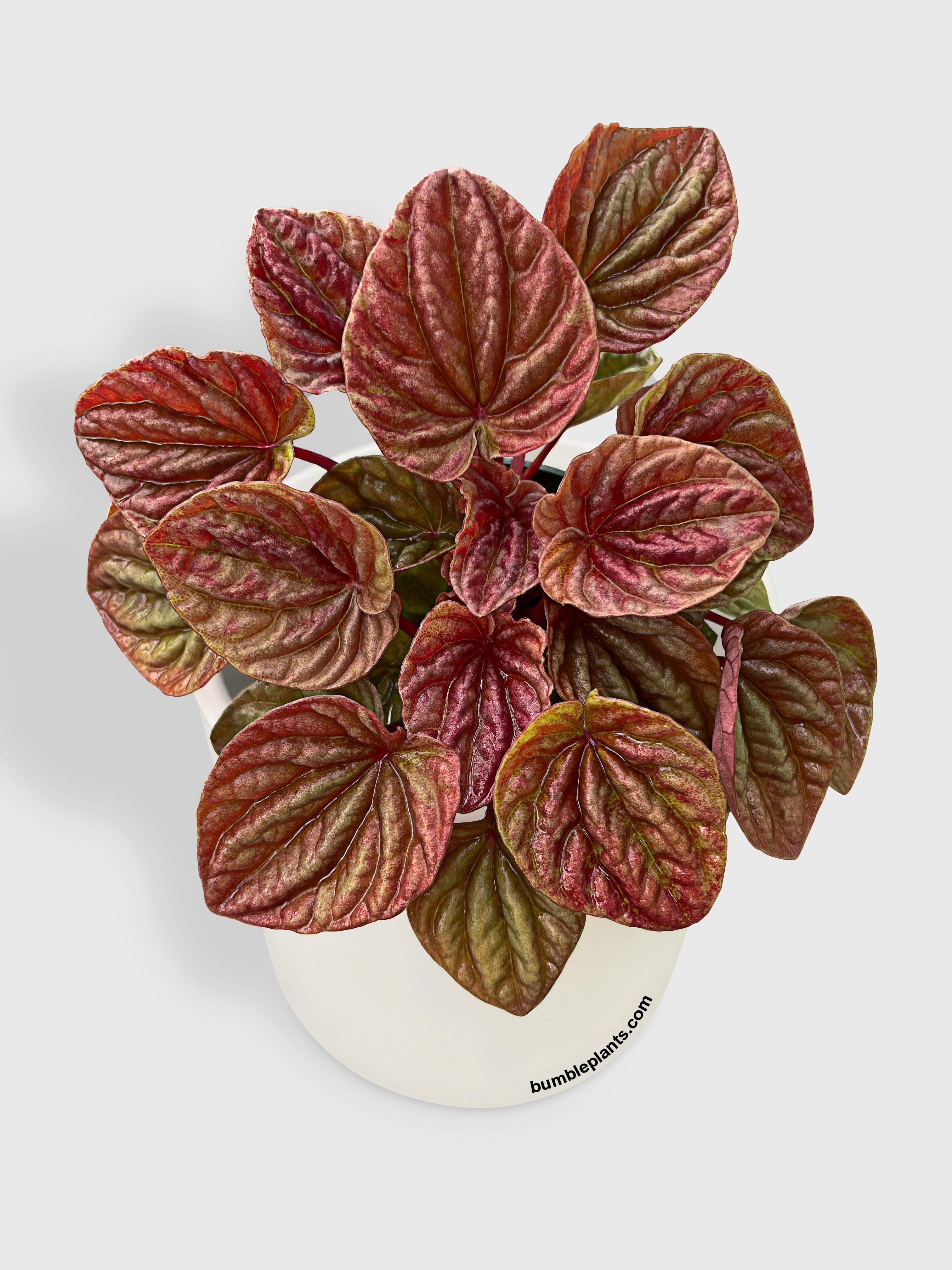 Peperomia Caperata Quito - Bumble Plants