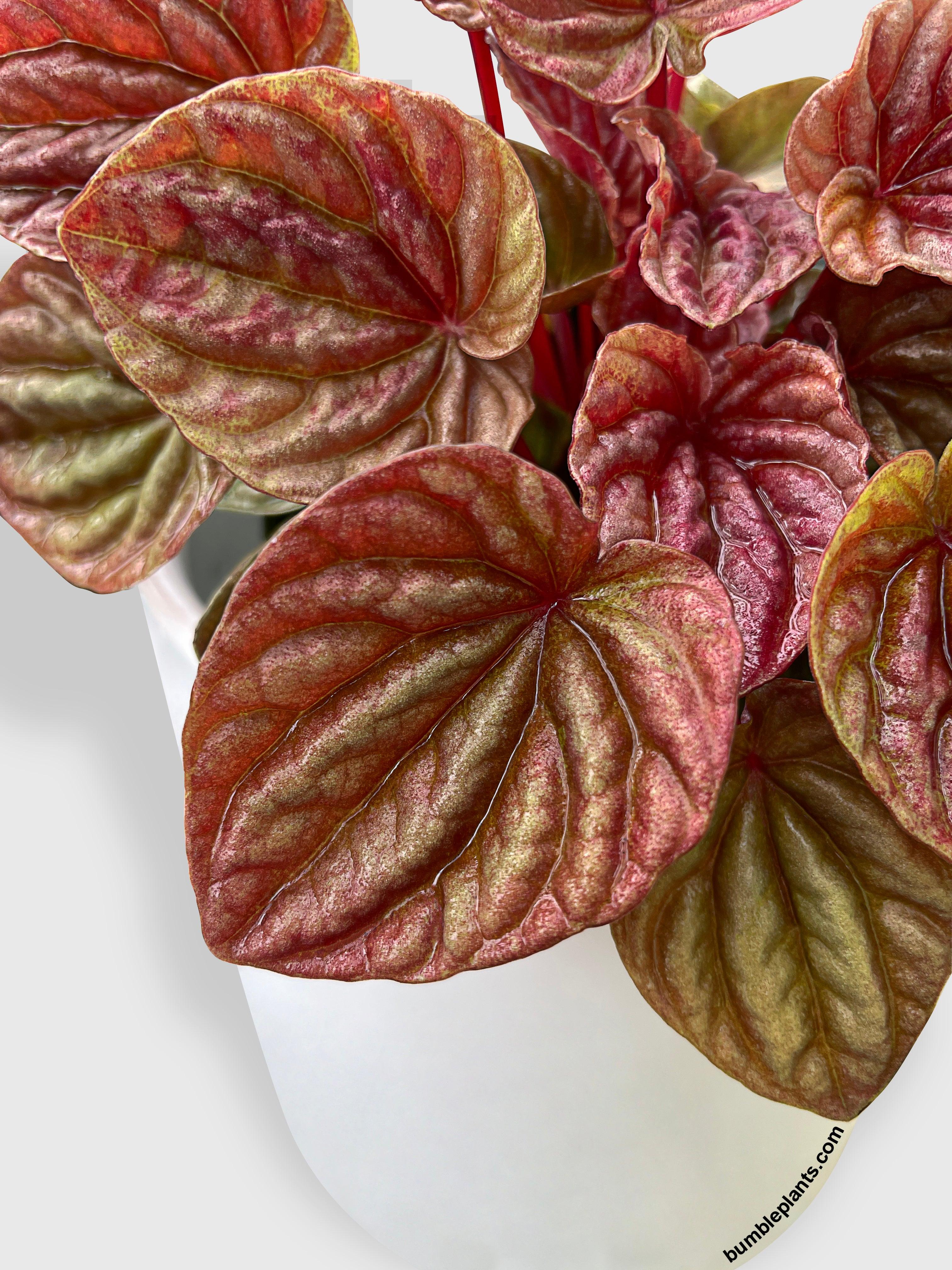 Peperomia Caperata Quito - Bumble Plants