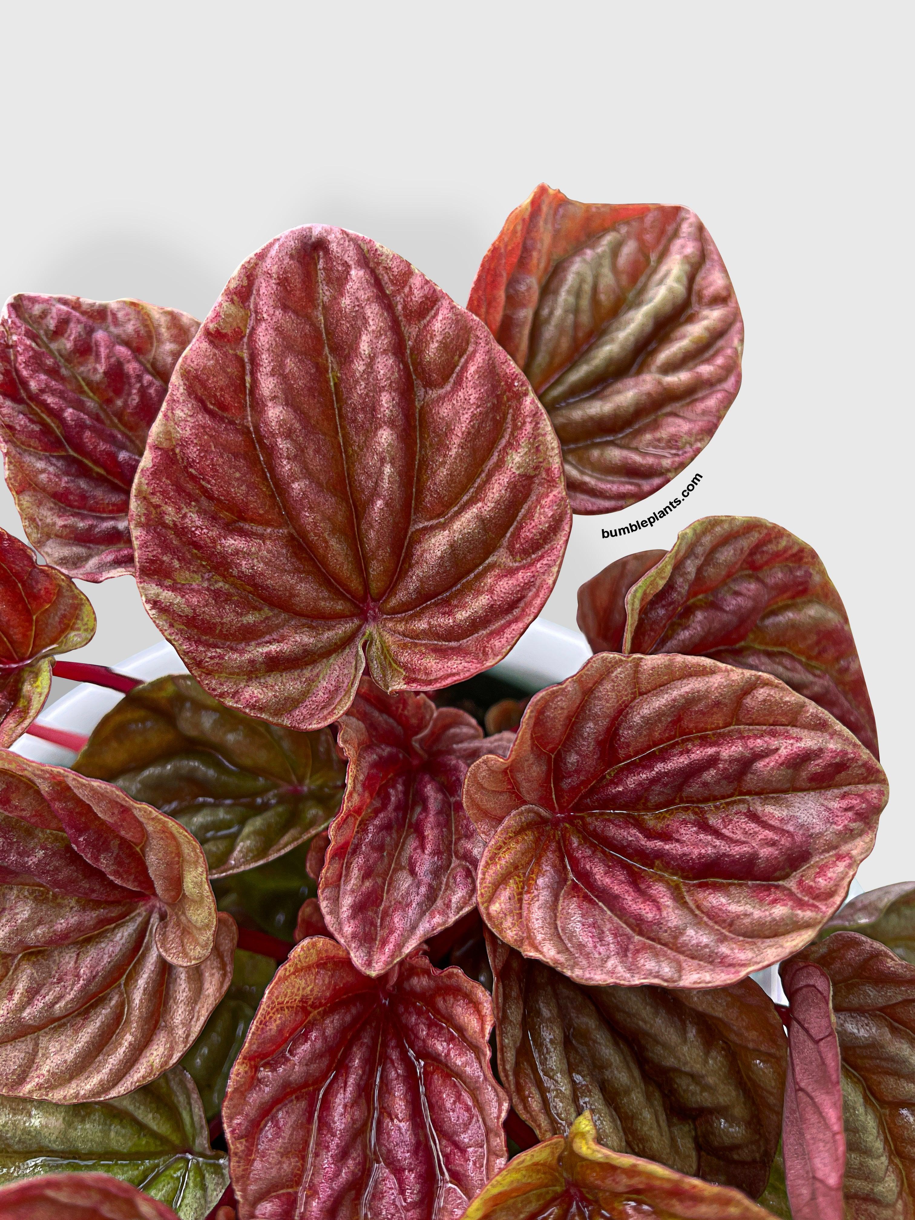 Peperomia Caperata Quito - Bumble Plants