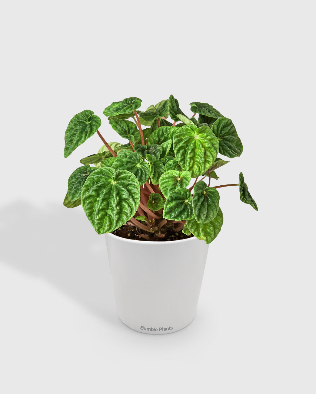 Peperomia Emerald Ripple Pepper