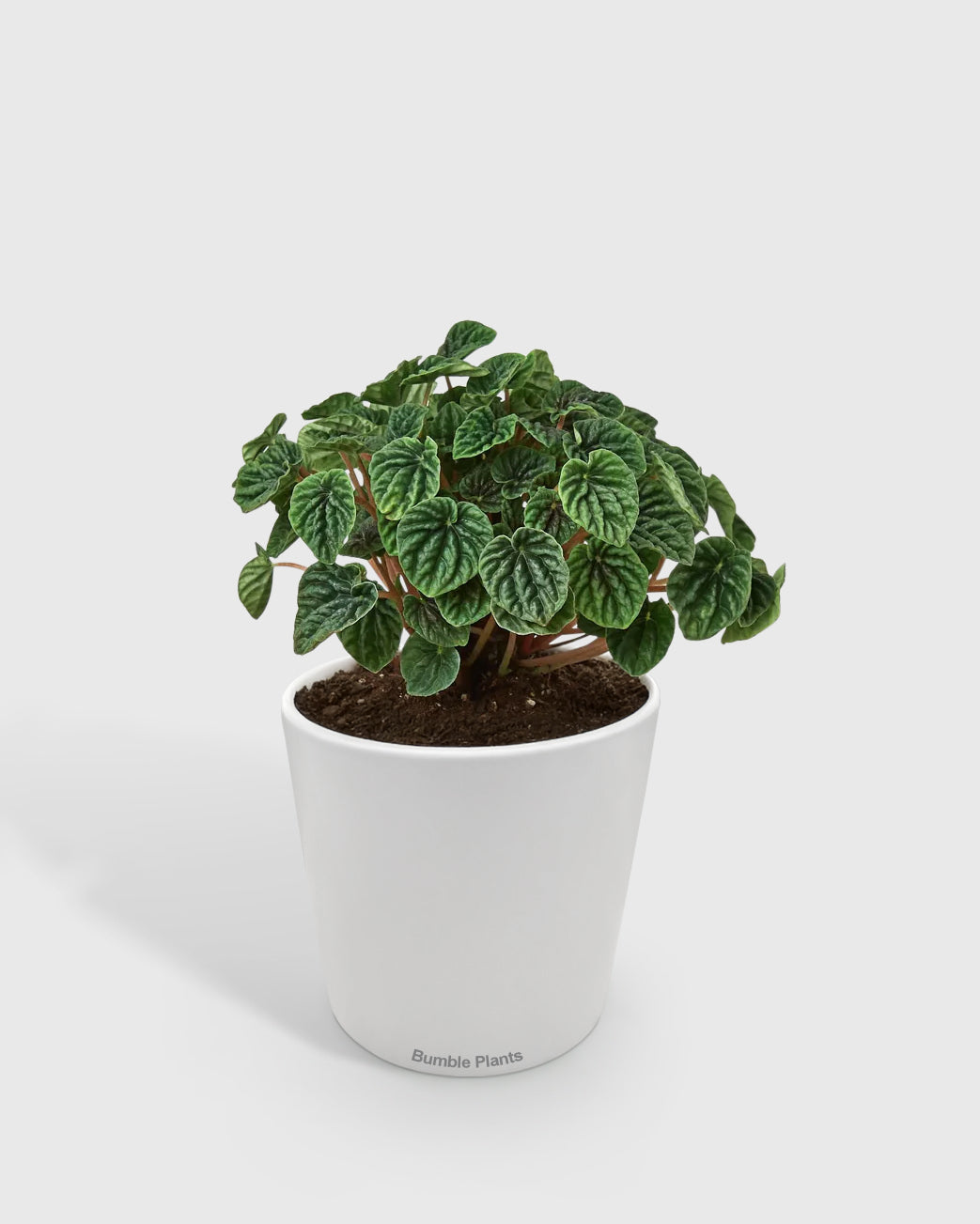 Peperomia Emerald Ripple Pepper