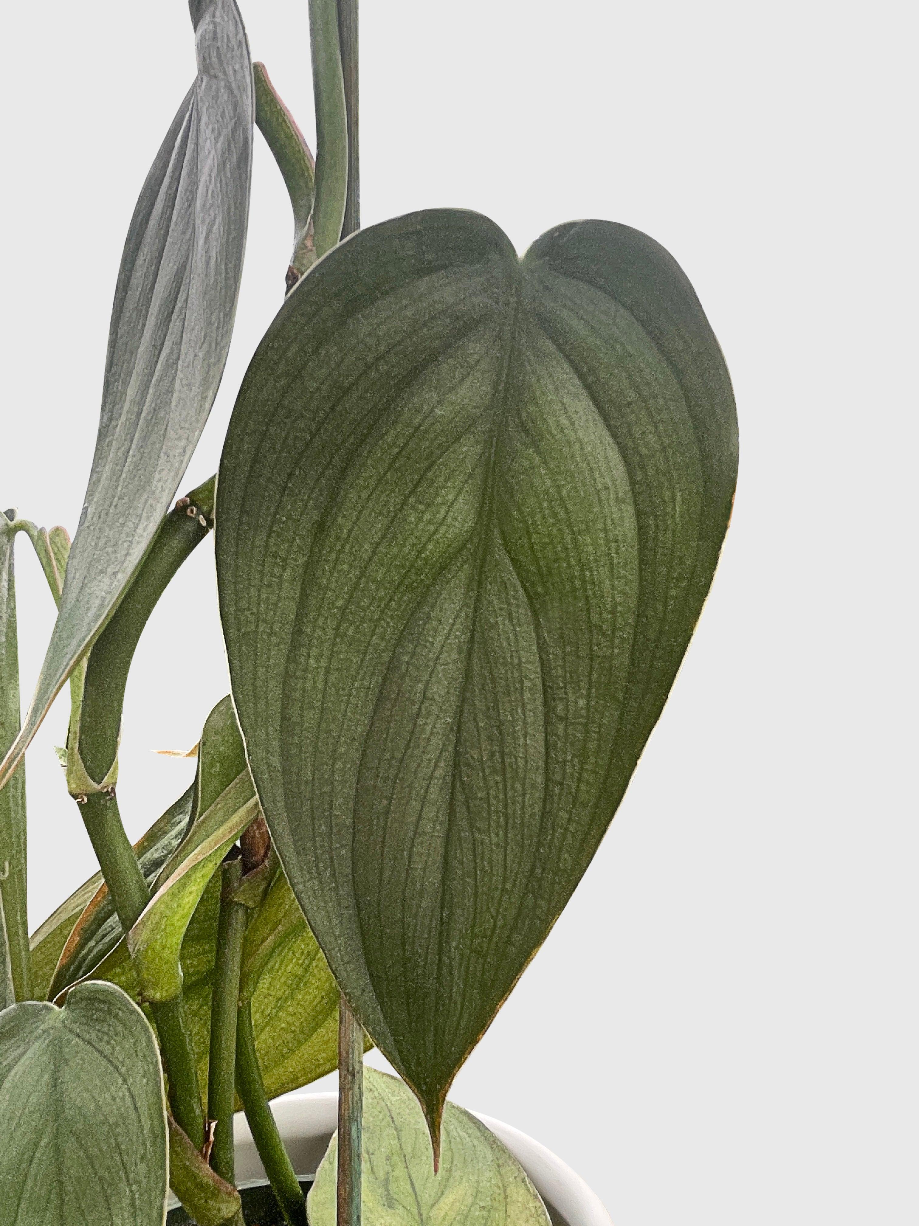 Philodendron Burle Marx Fantasy - Bumble Plants
