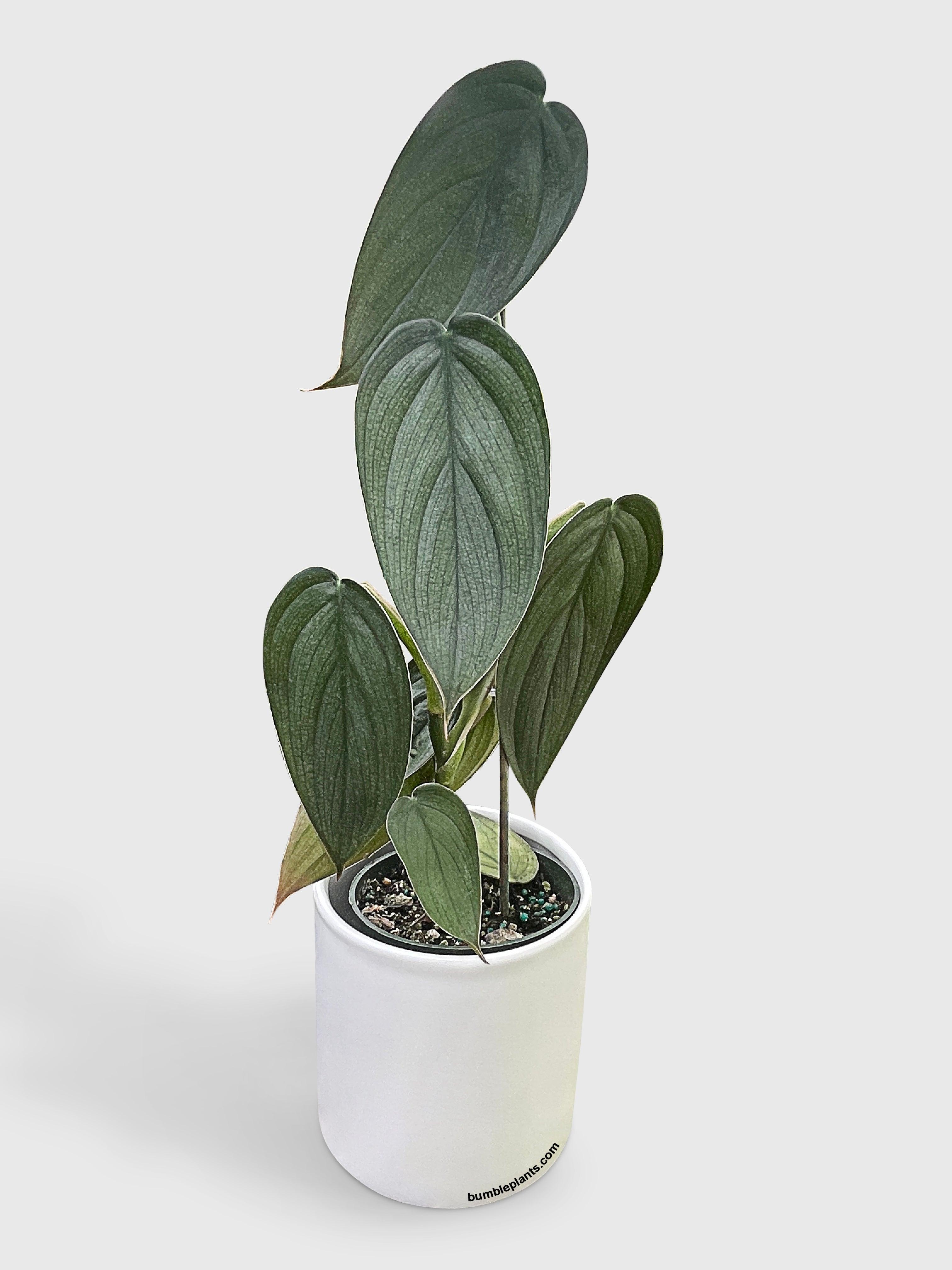 Philodendron Burle Marx Fantasy - Bumble Plants