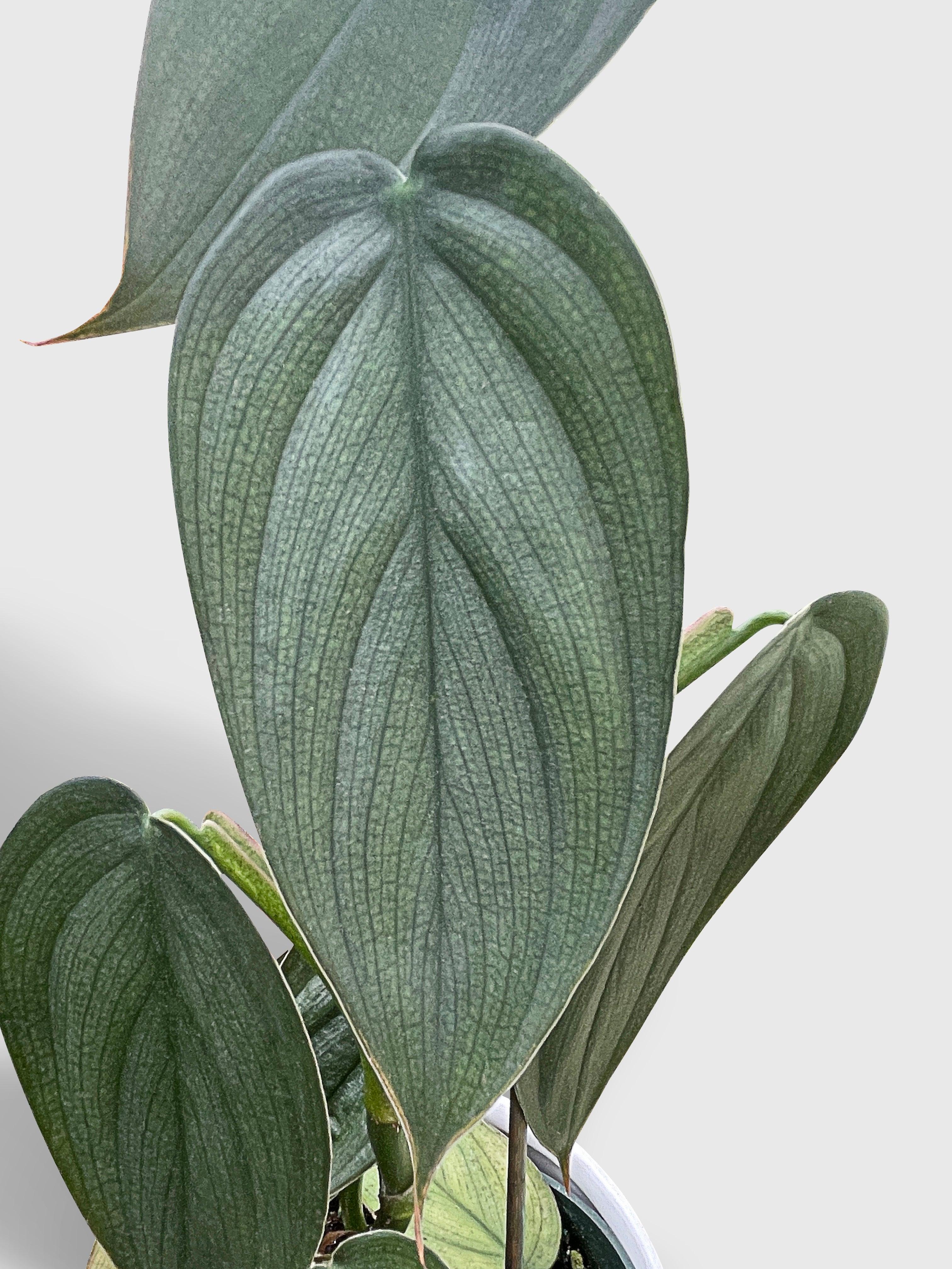 Philodendron Burle Marx Fantasy - Bumble Plants