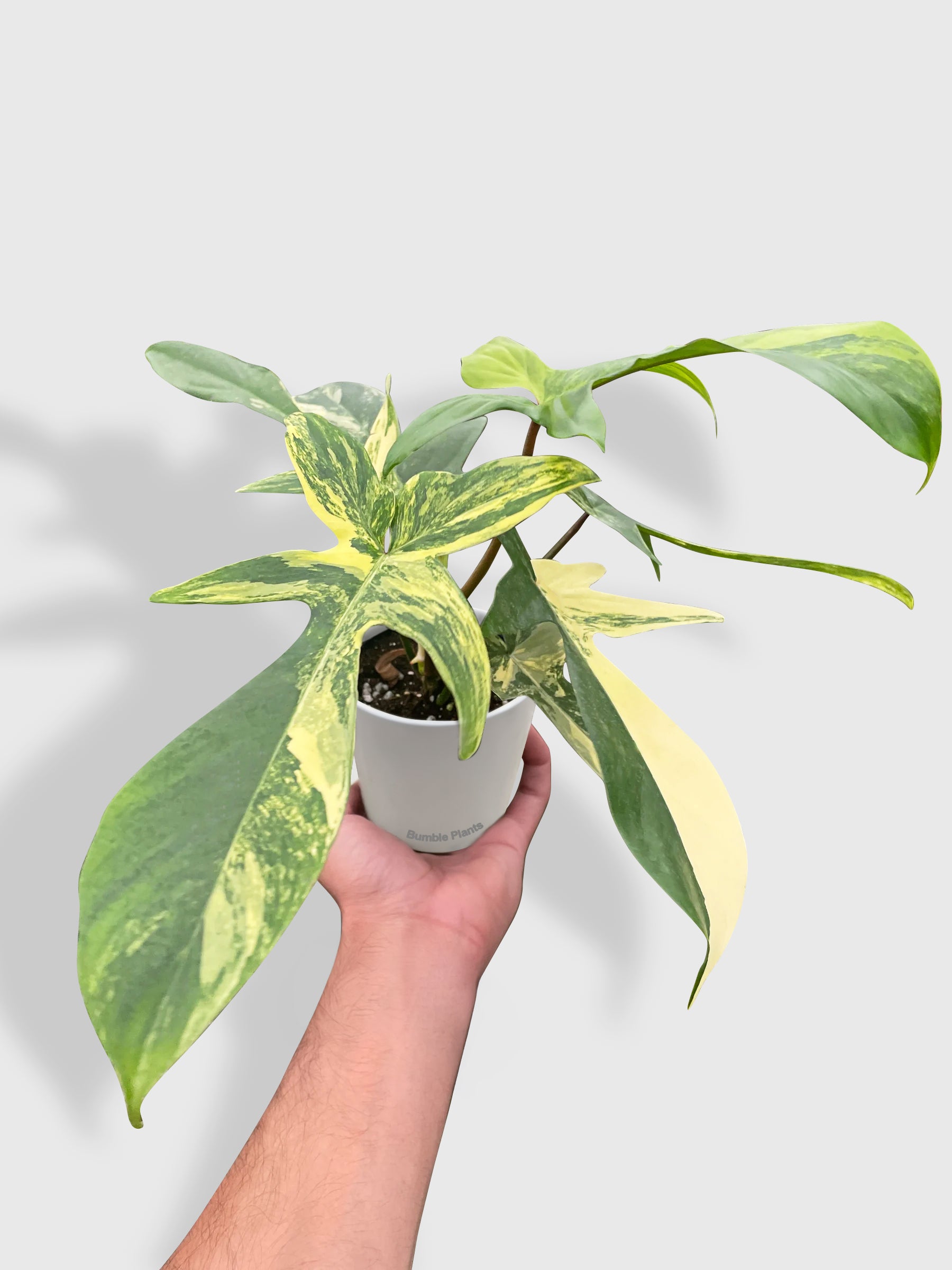 Philodendron Florida Beauty Variegated
