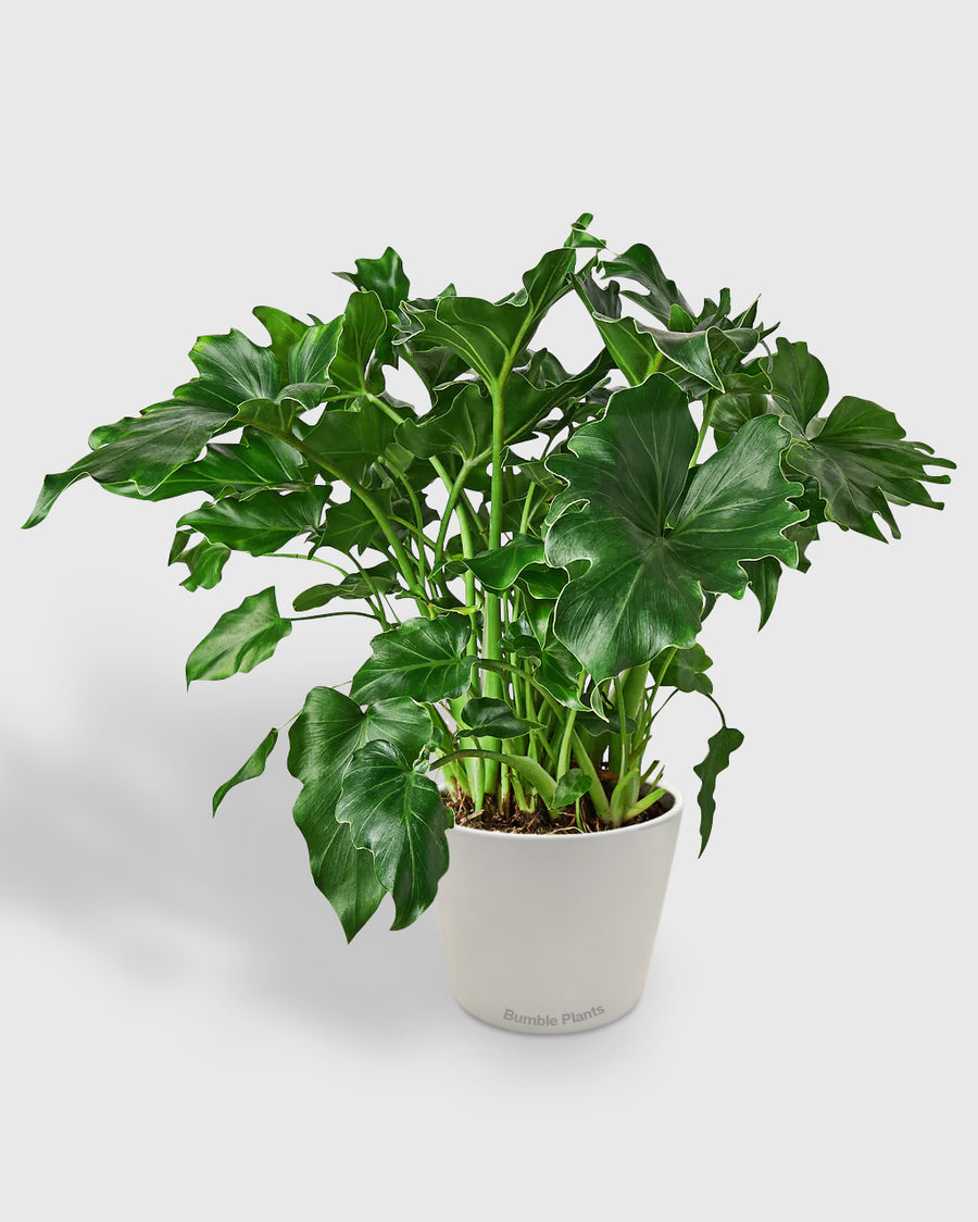 philodendron bipinnatifidum hope Philodendron Bipinnatifidum 'Little Hope'