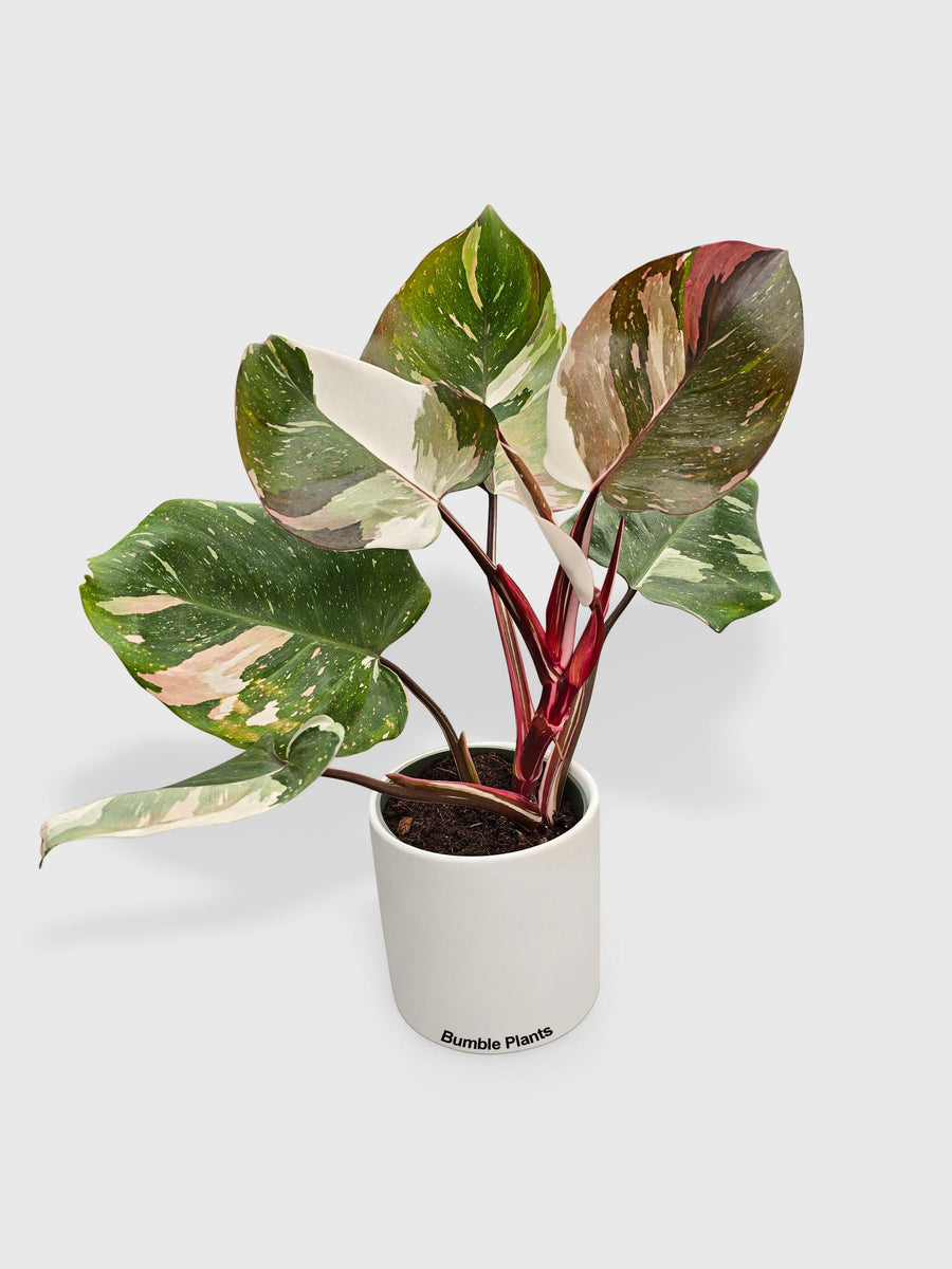 philodendron marina ruy barbosa Live Philodendron Red Medusa Hybrid