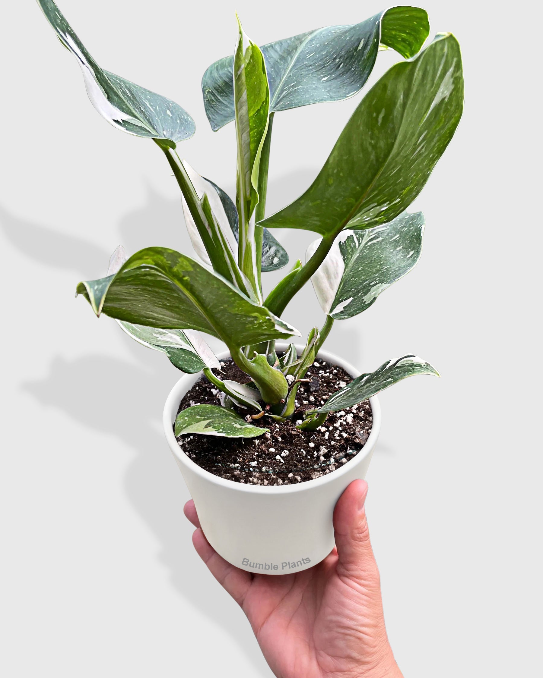 Philodendron 'White Wizard'