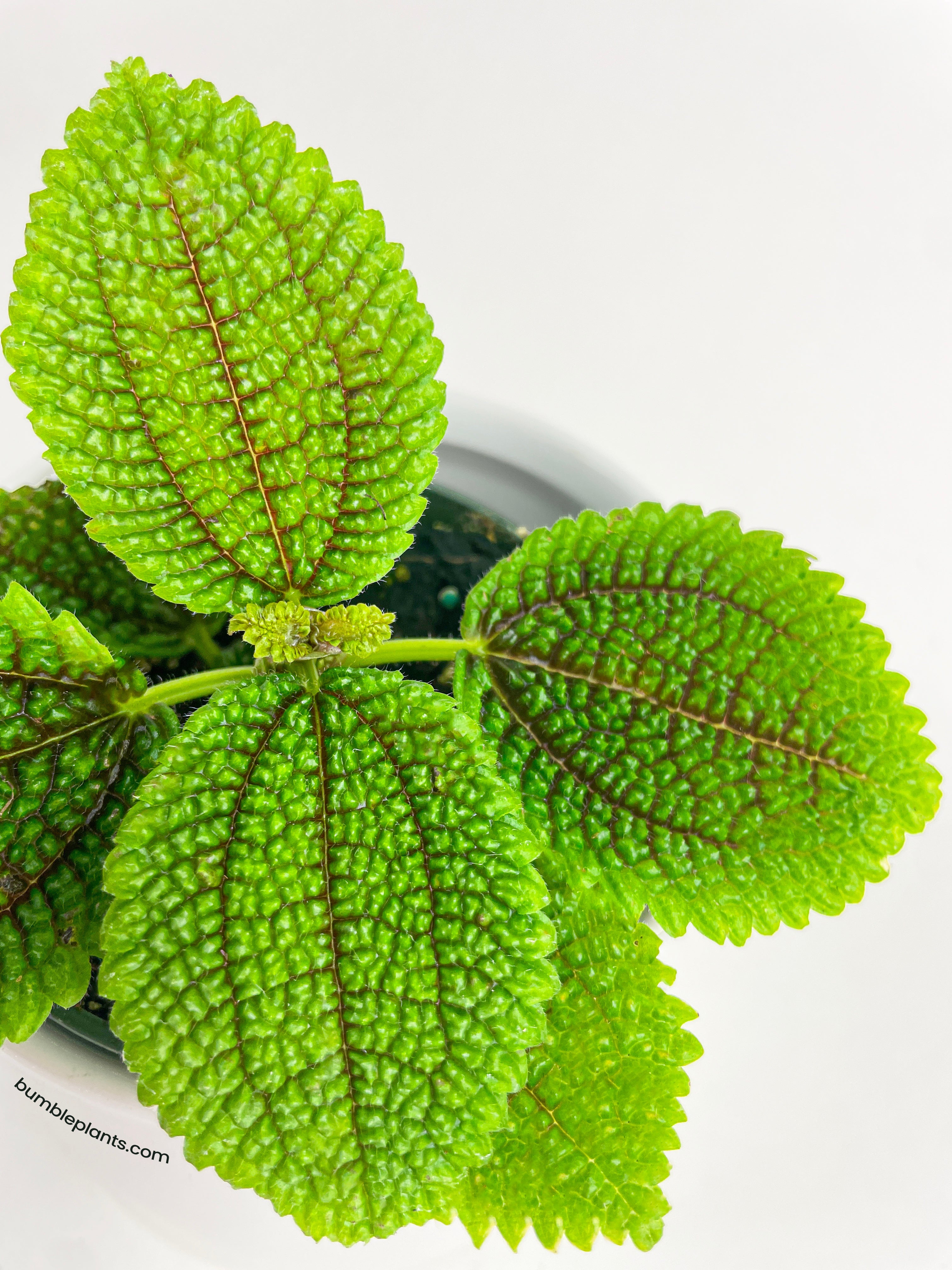 Pilea 'Moon Valley' - 4" Pot