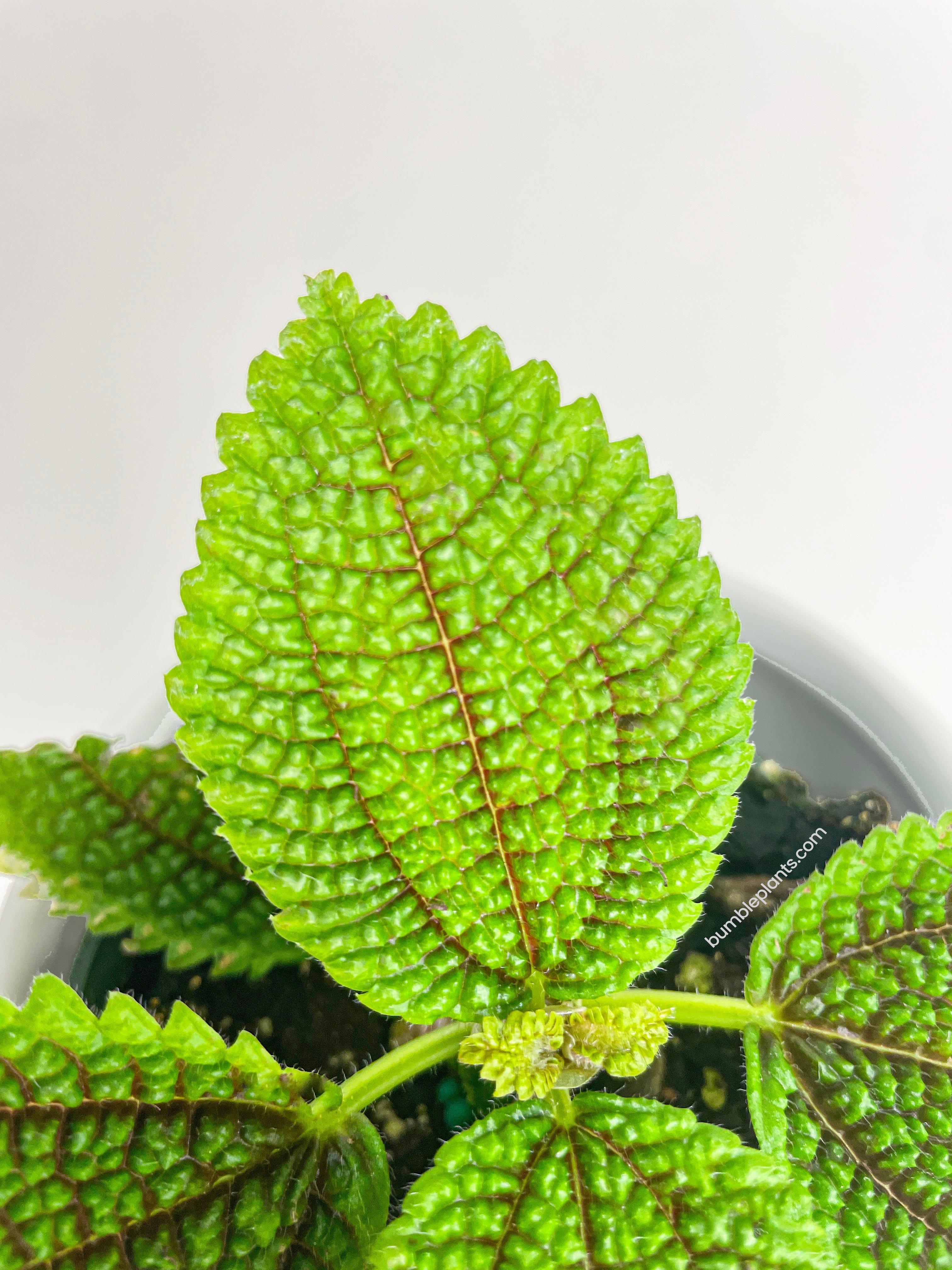 Pilea 'Moon Valley' - 4" Pot