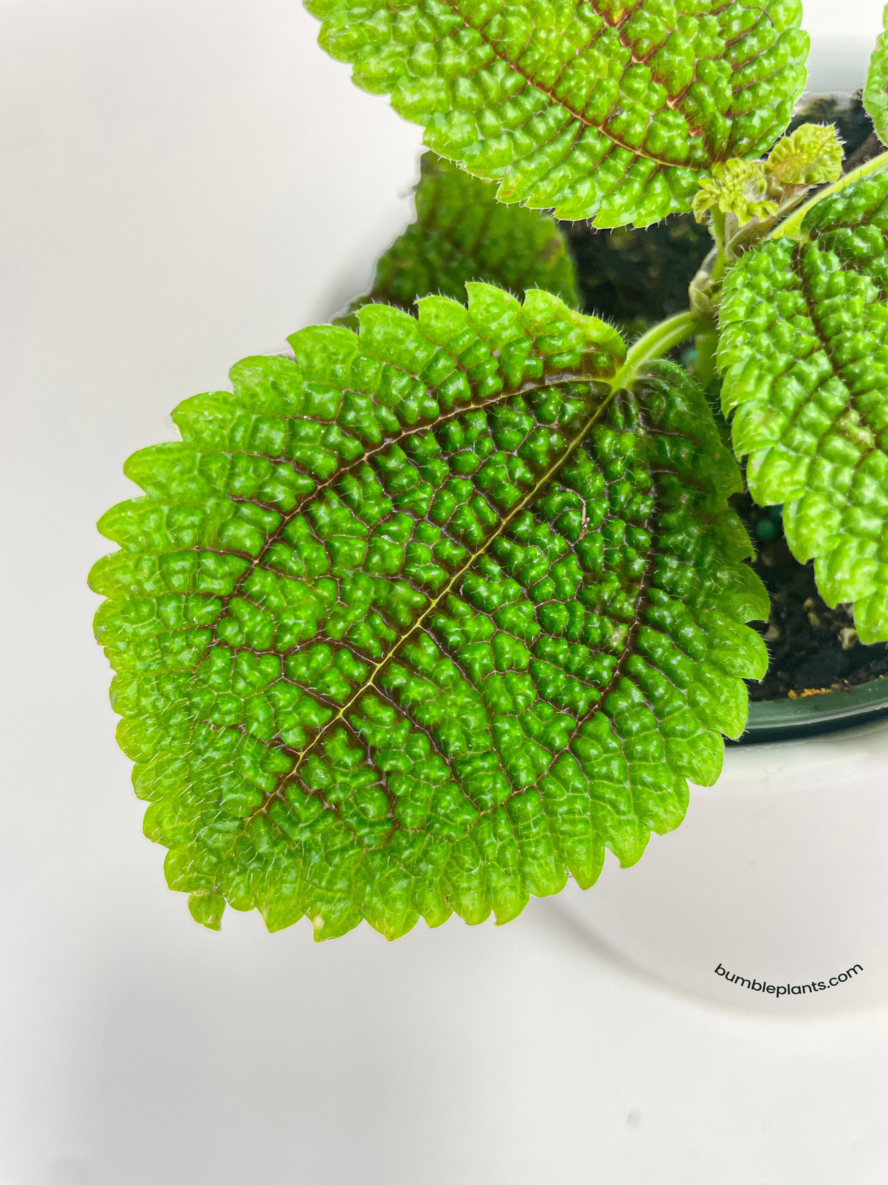 Pilea 'Moon Valley' - 4" Pot