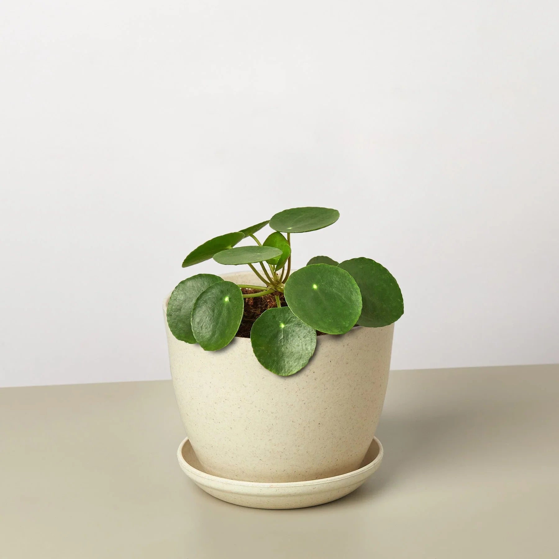 Pilea Peperomioides (Friendship Chinese Money Plant)