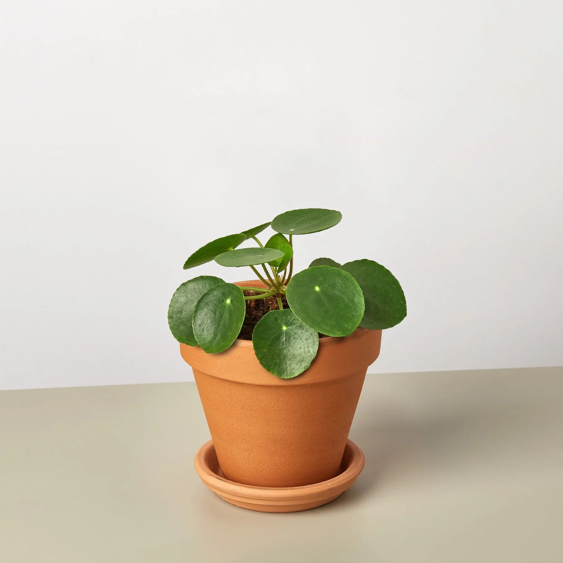 Pilea Peperomioides (Friendship Chinese Money Plant)
