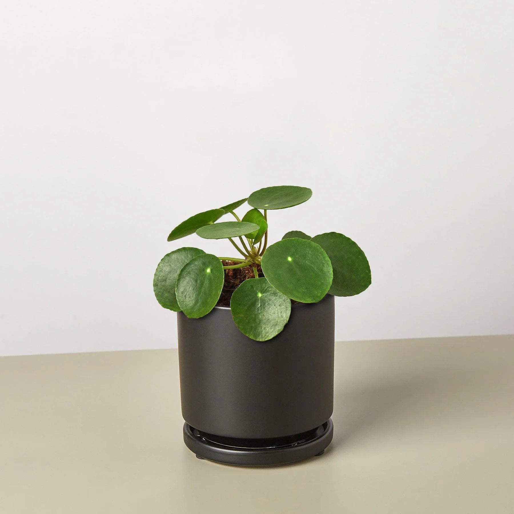 Pilea Peperomioides (Friendship Chinese Money Plant)