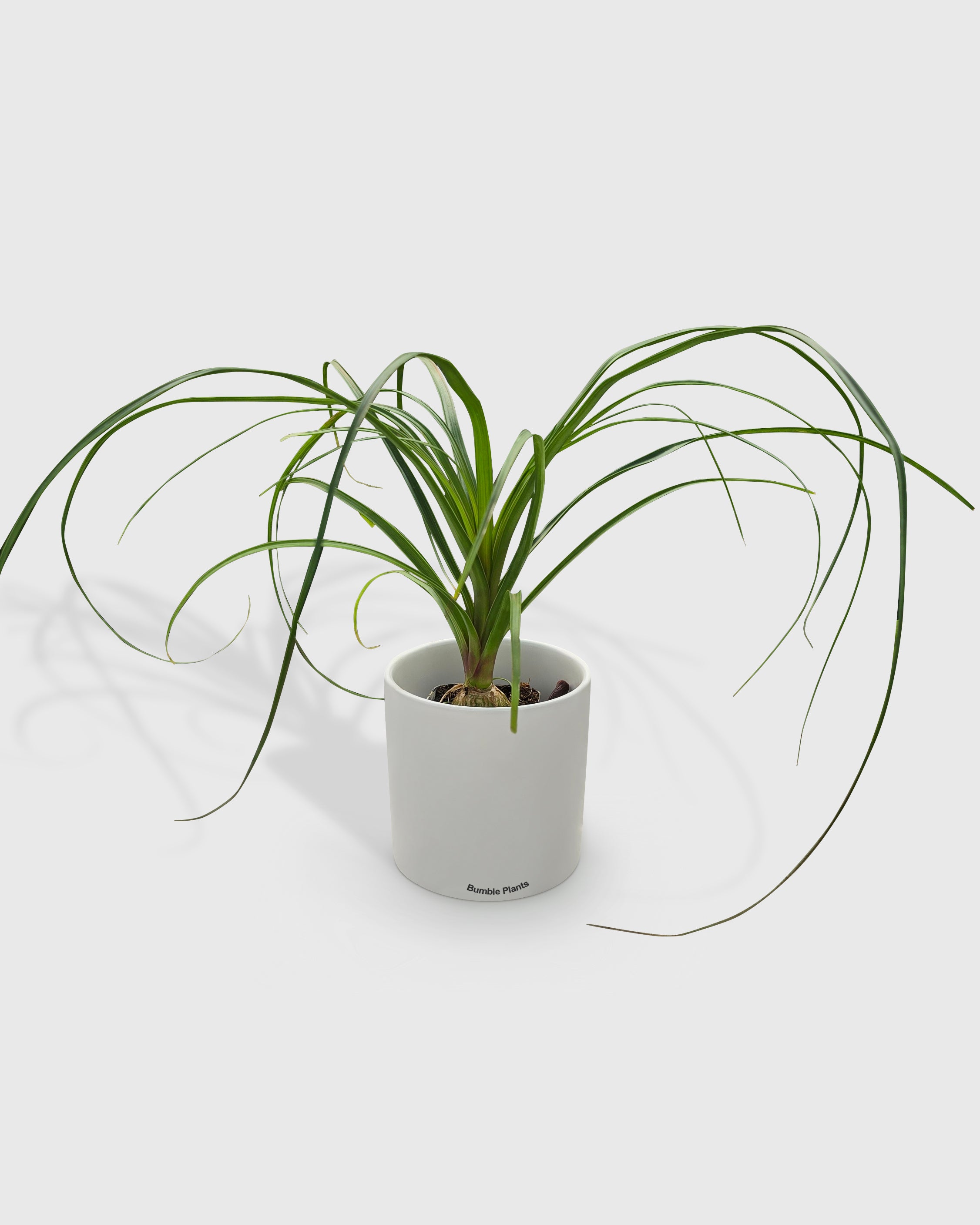 Beaucarnea Recurvata Ponytail Palm