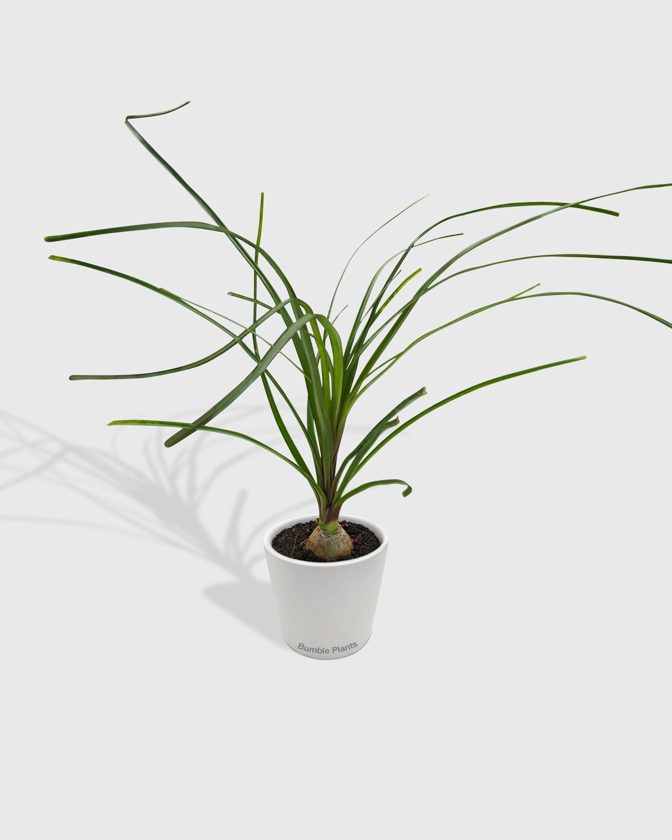 Beaucarnea Recurvata Ponytail Palm