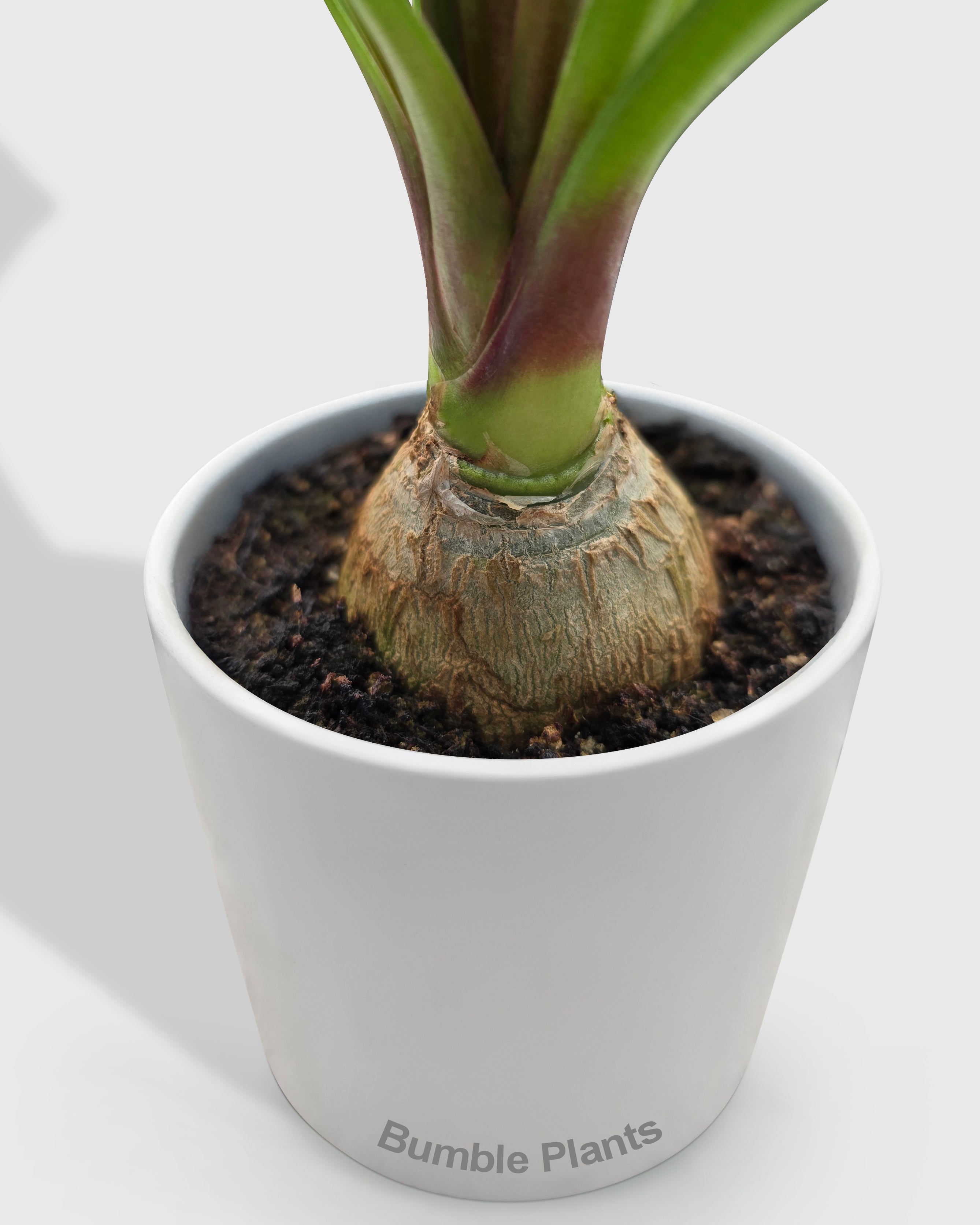 Beaucarnea Recurvata Ponytail Palm