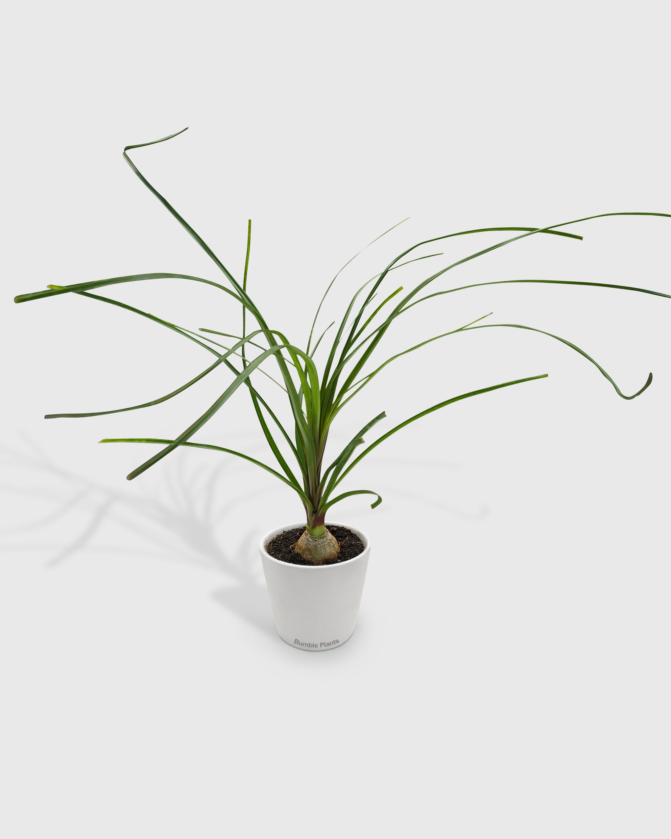 Beaucarnea Recurvata Ponytail Palm