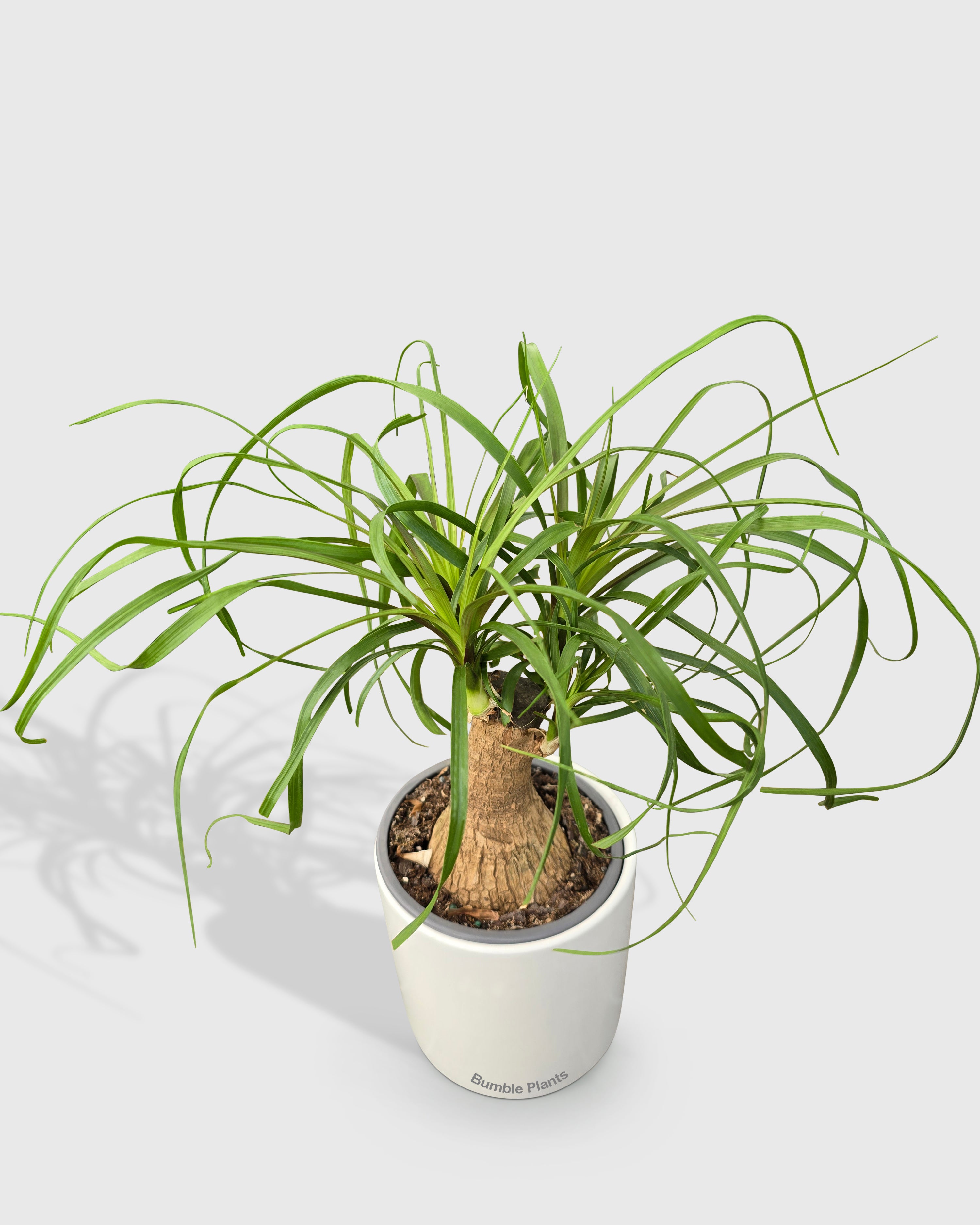 Beaucarnea Recurvata Ponytail Palm