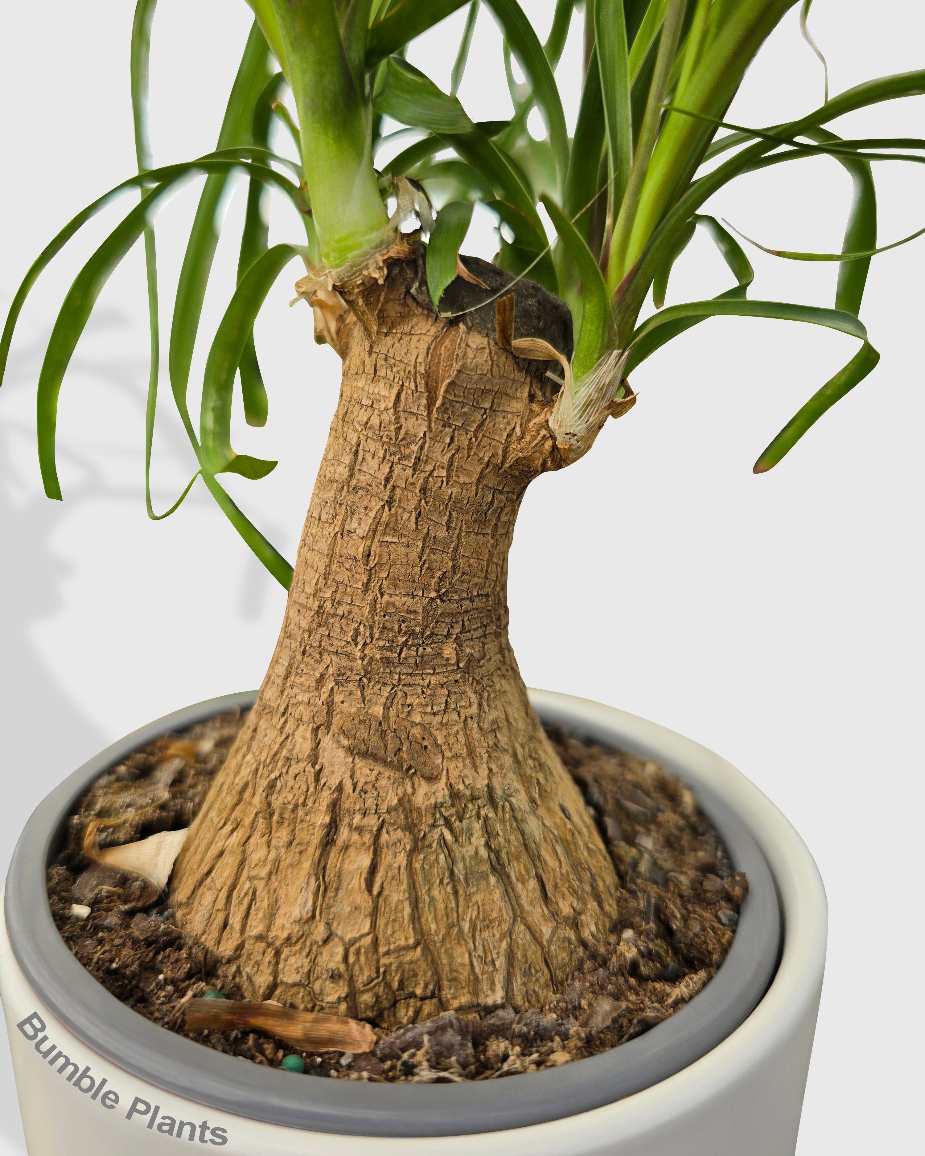 Beaucarnea Recurvata Ponytail Palm