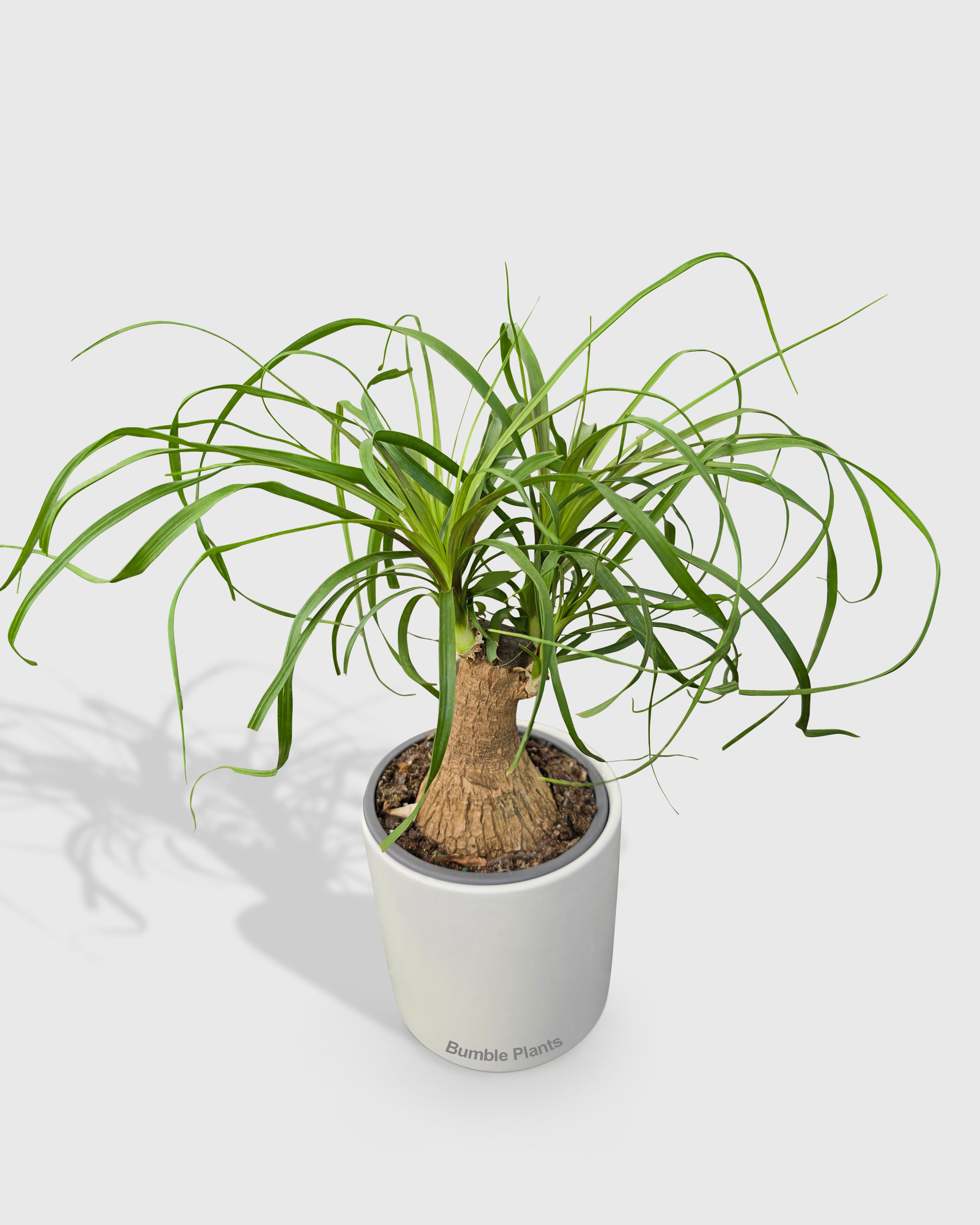Beaucarnea Recurvata Ponytail Palm