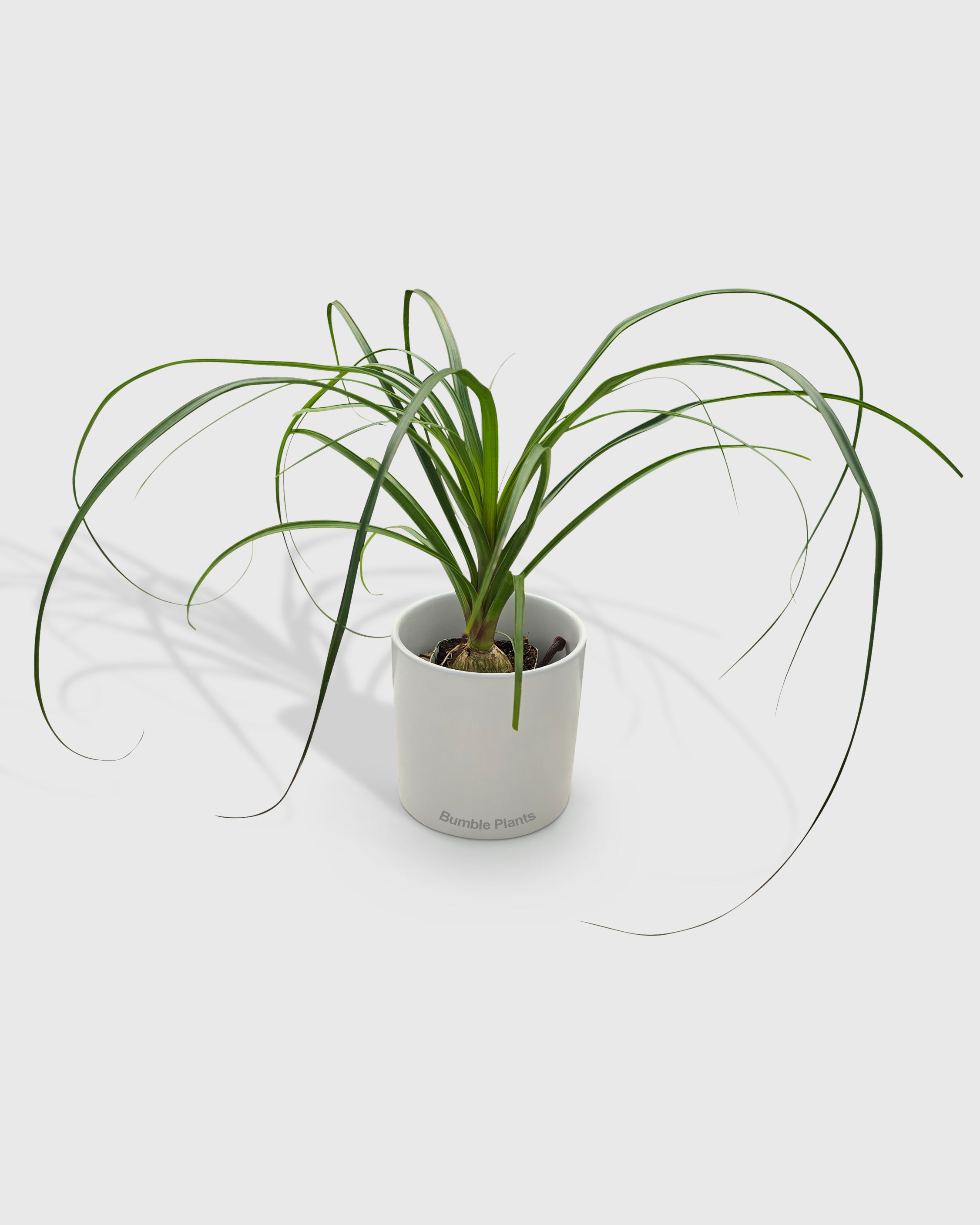 Beaucarnea Recurvata Ponytail Palm