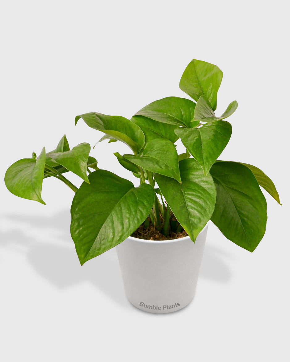 Epipremnum Aureum Green Queen Pothos
