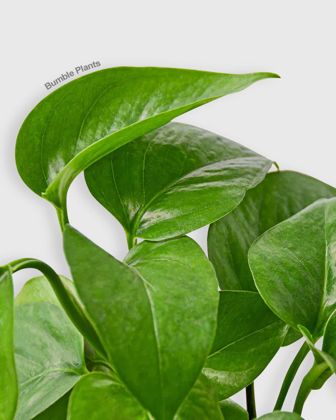 Epipremnum Aureum Green Queen Pothos