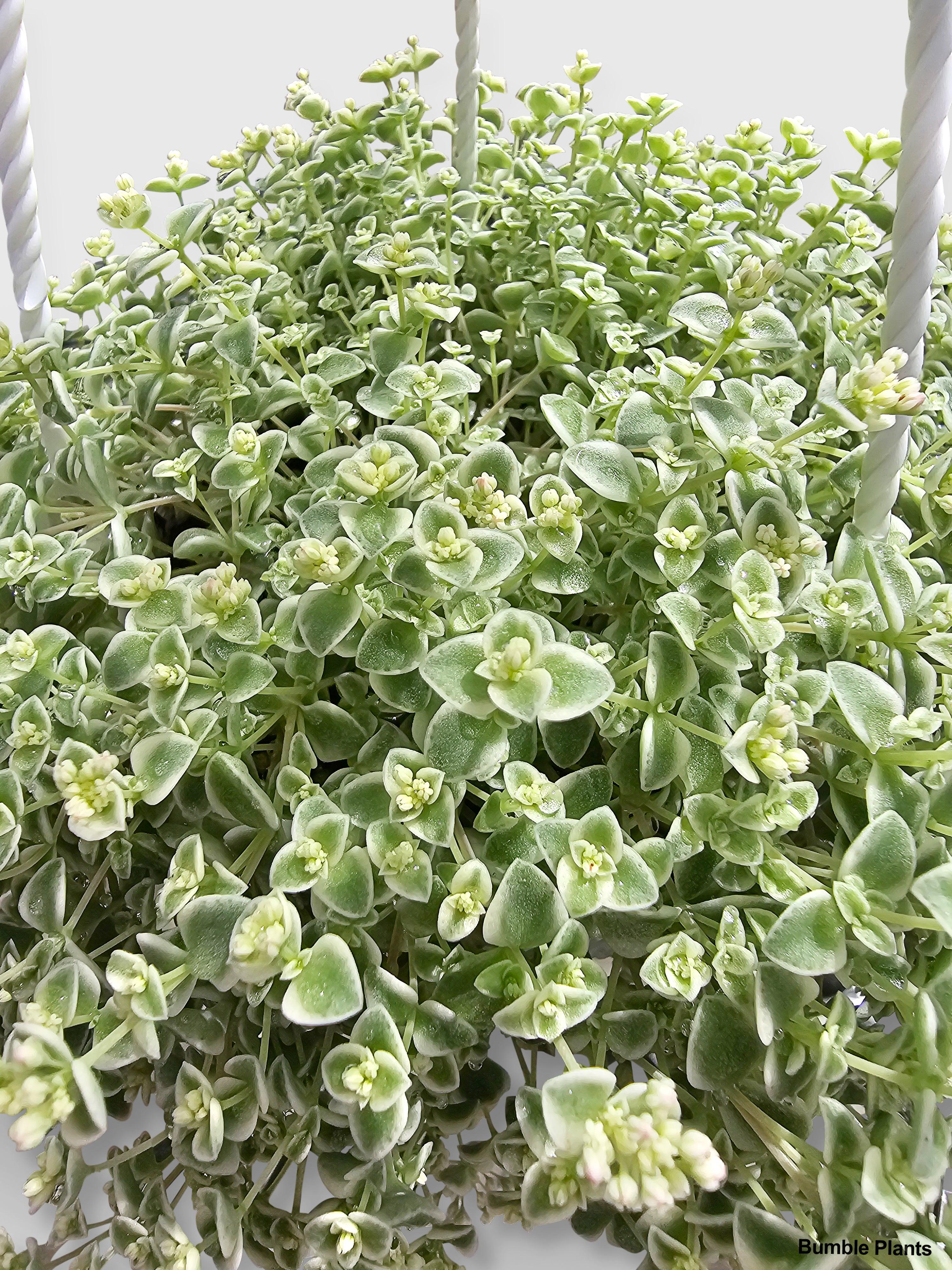 Sedum Little Missy - Bumble Plants
