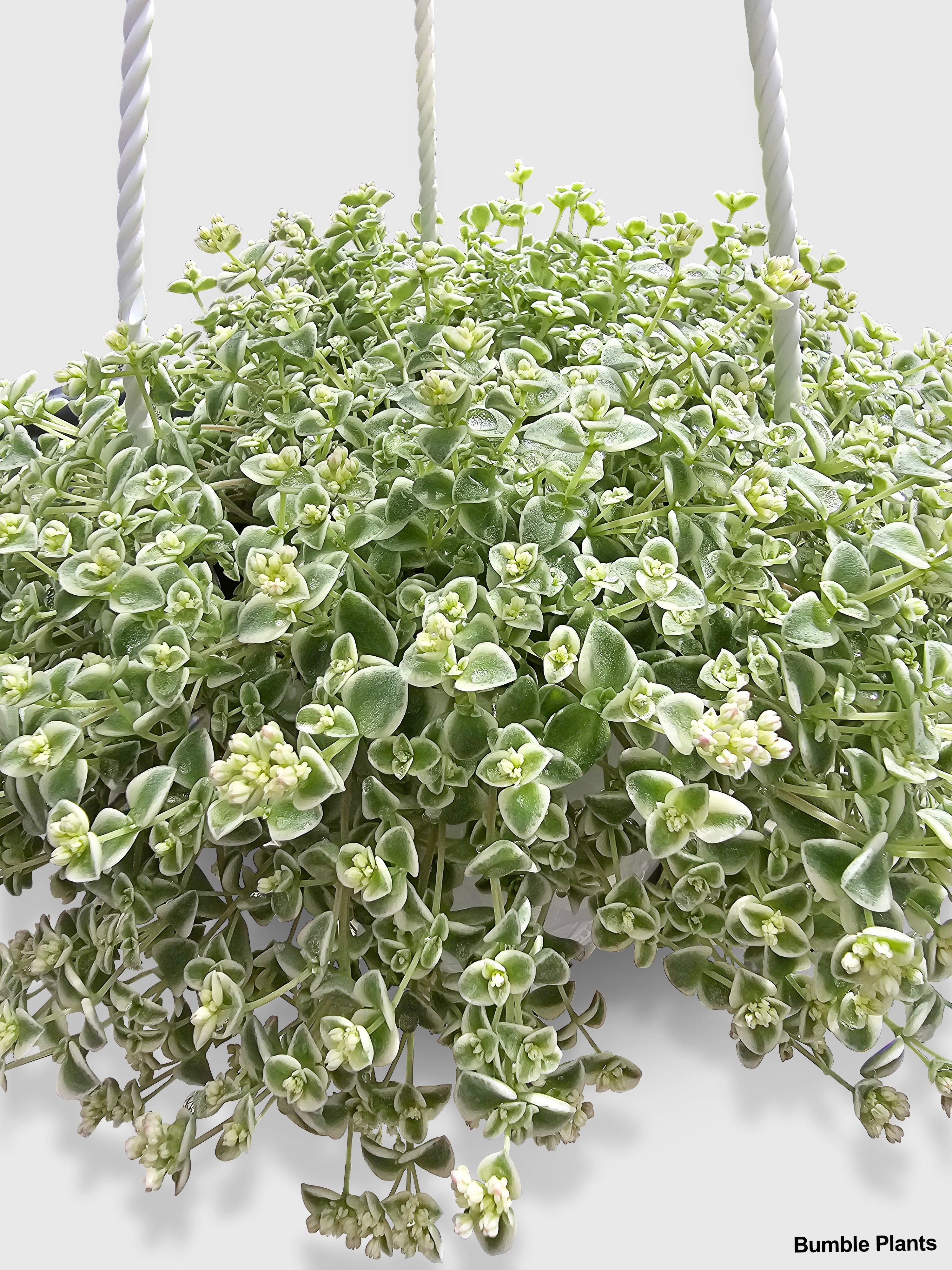 Sedum Little Missy - Bumble Plants