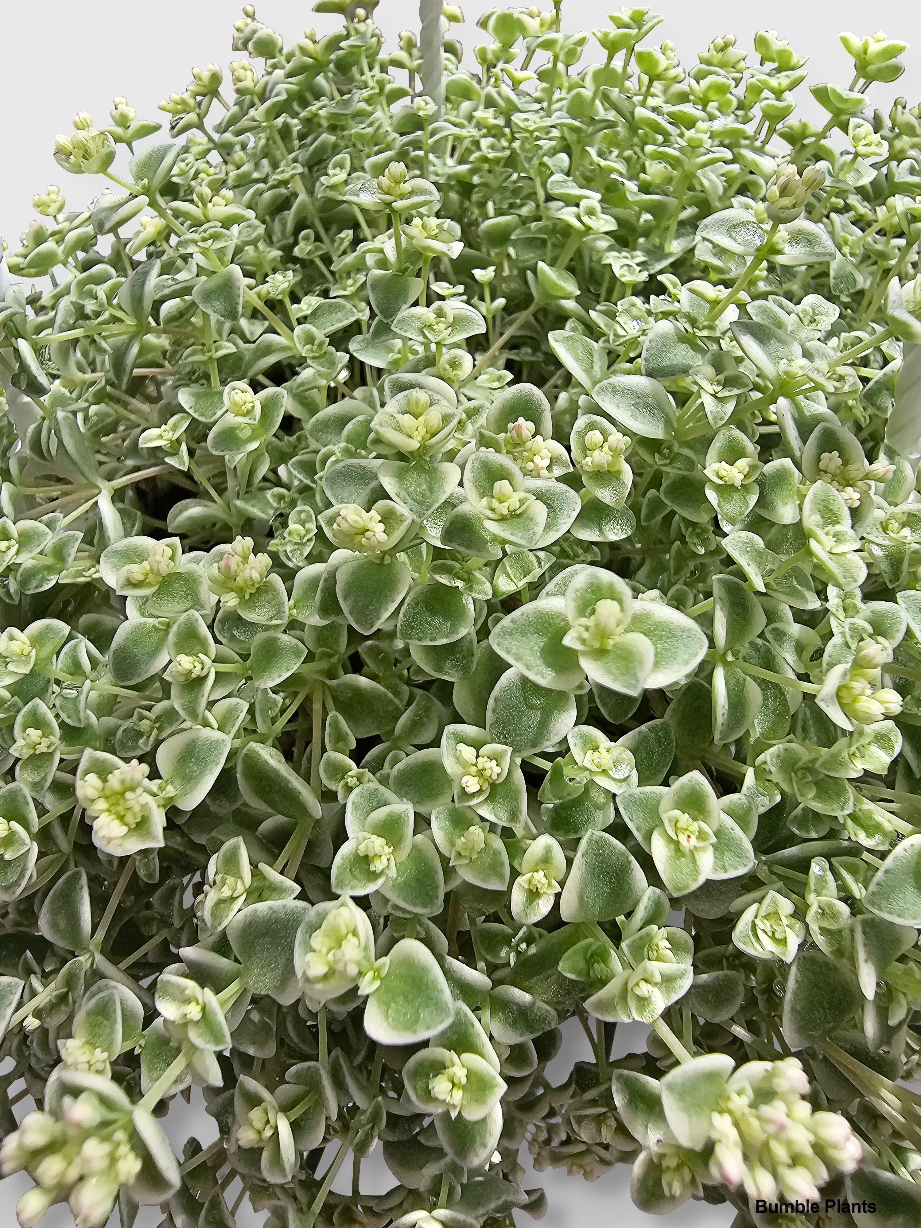 Sedum Little Missy - Bumble Plants