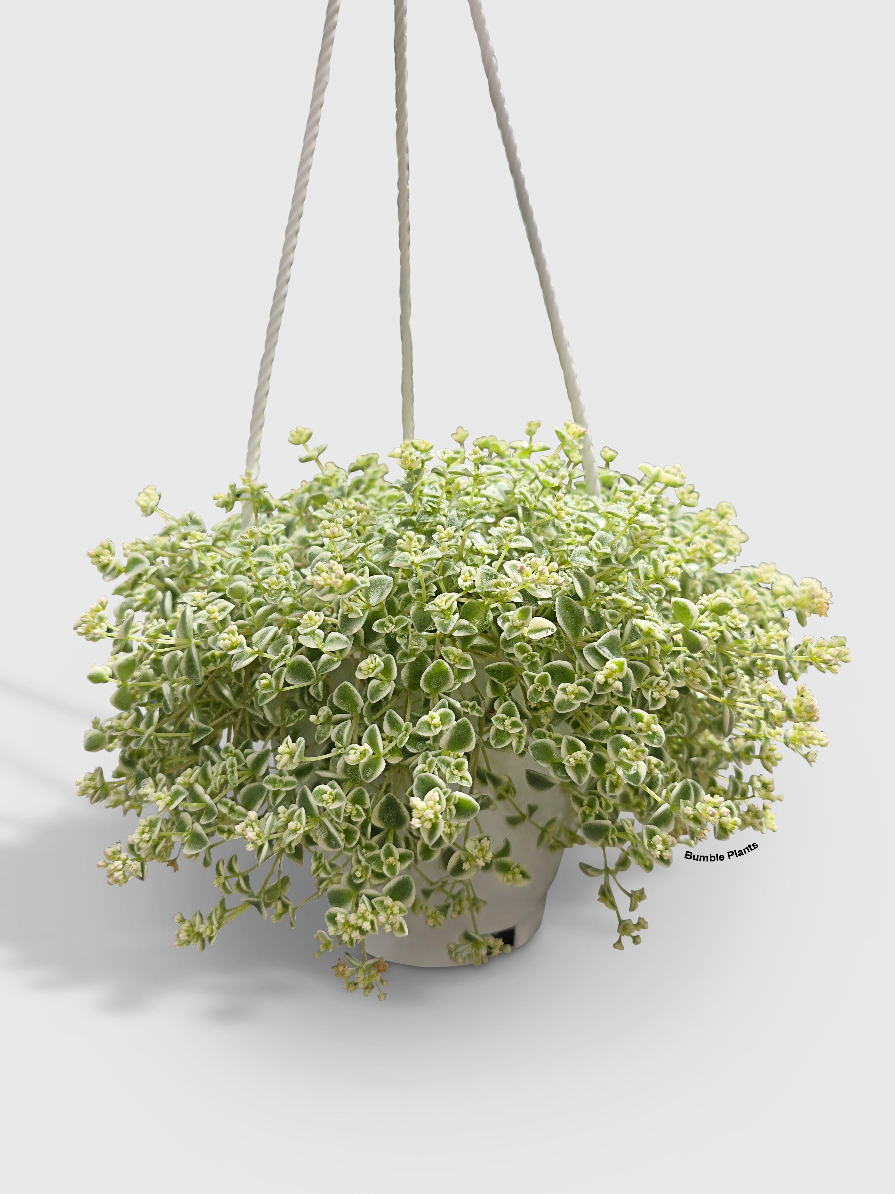 Sedum Little Missy - Bumble Plants