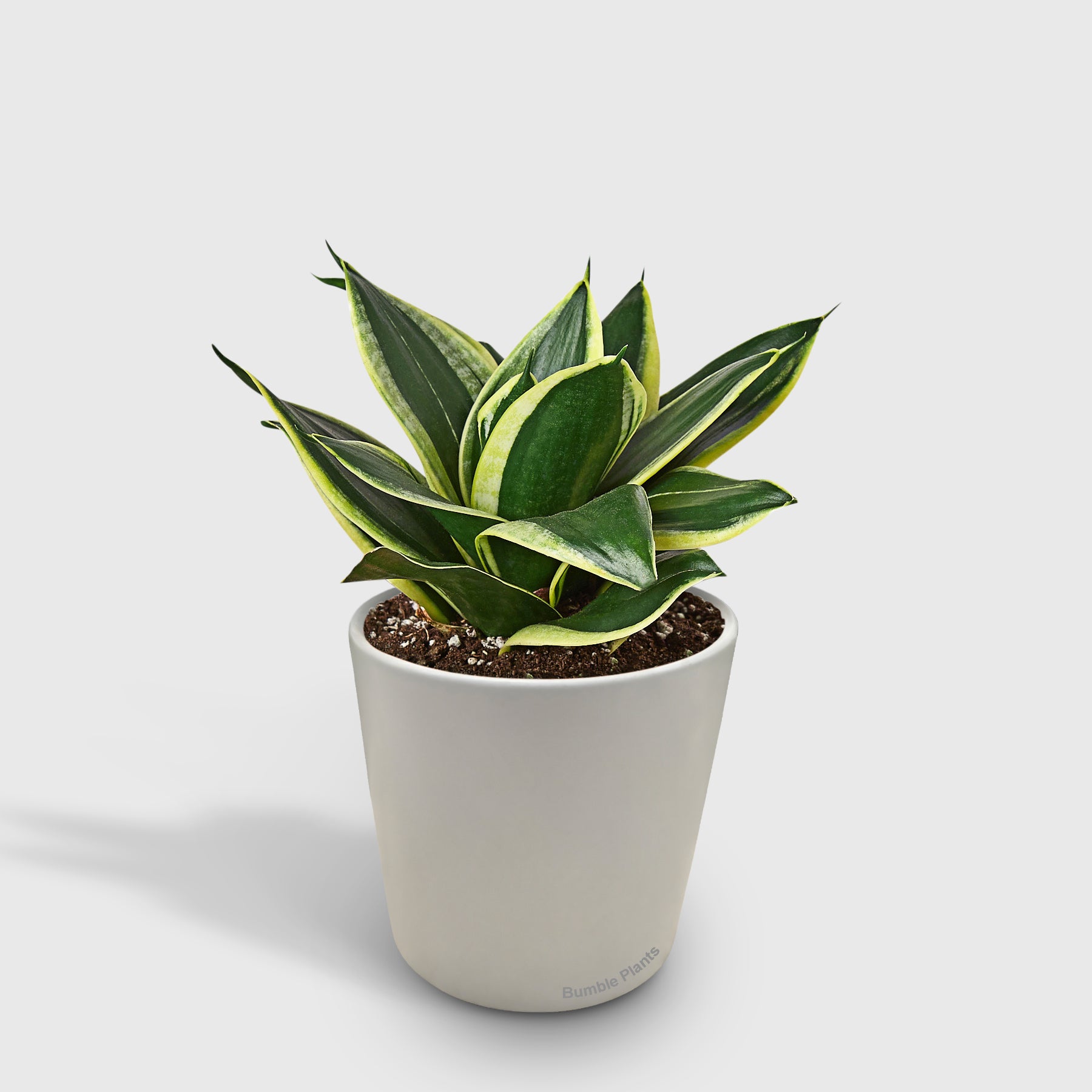 Snake Plant Black Gold