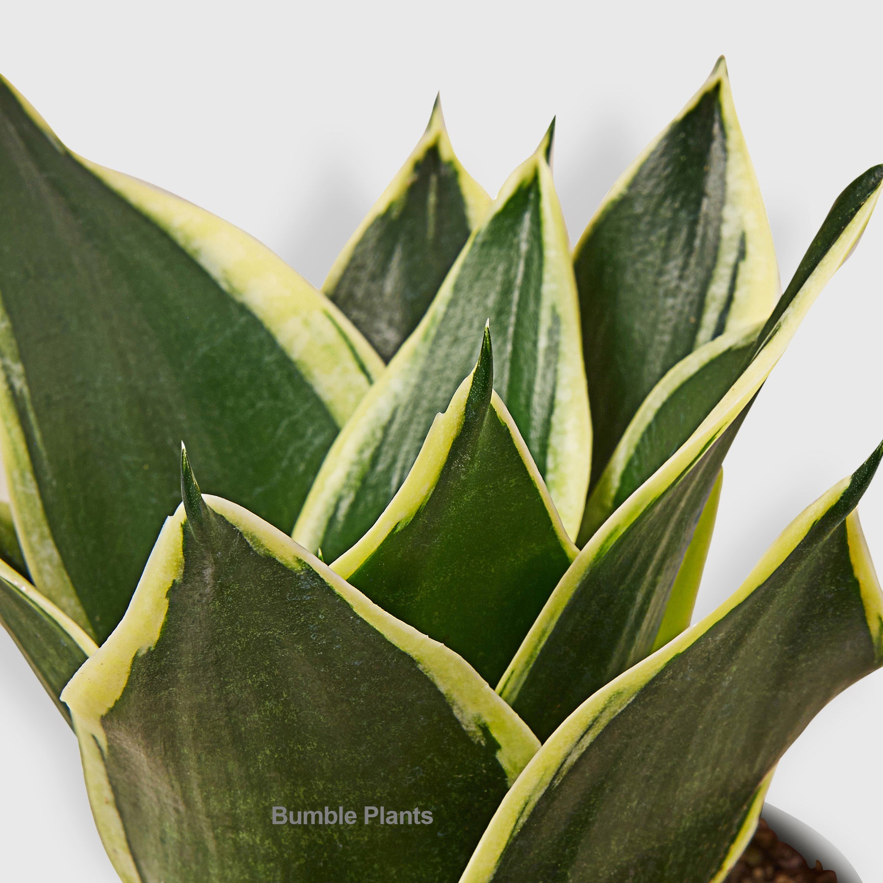 Snake Plant Black Gold