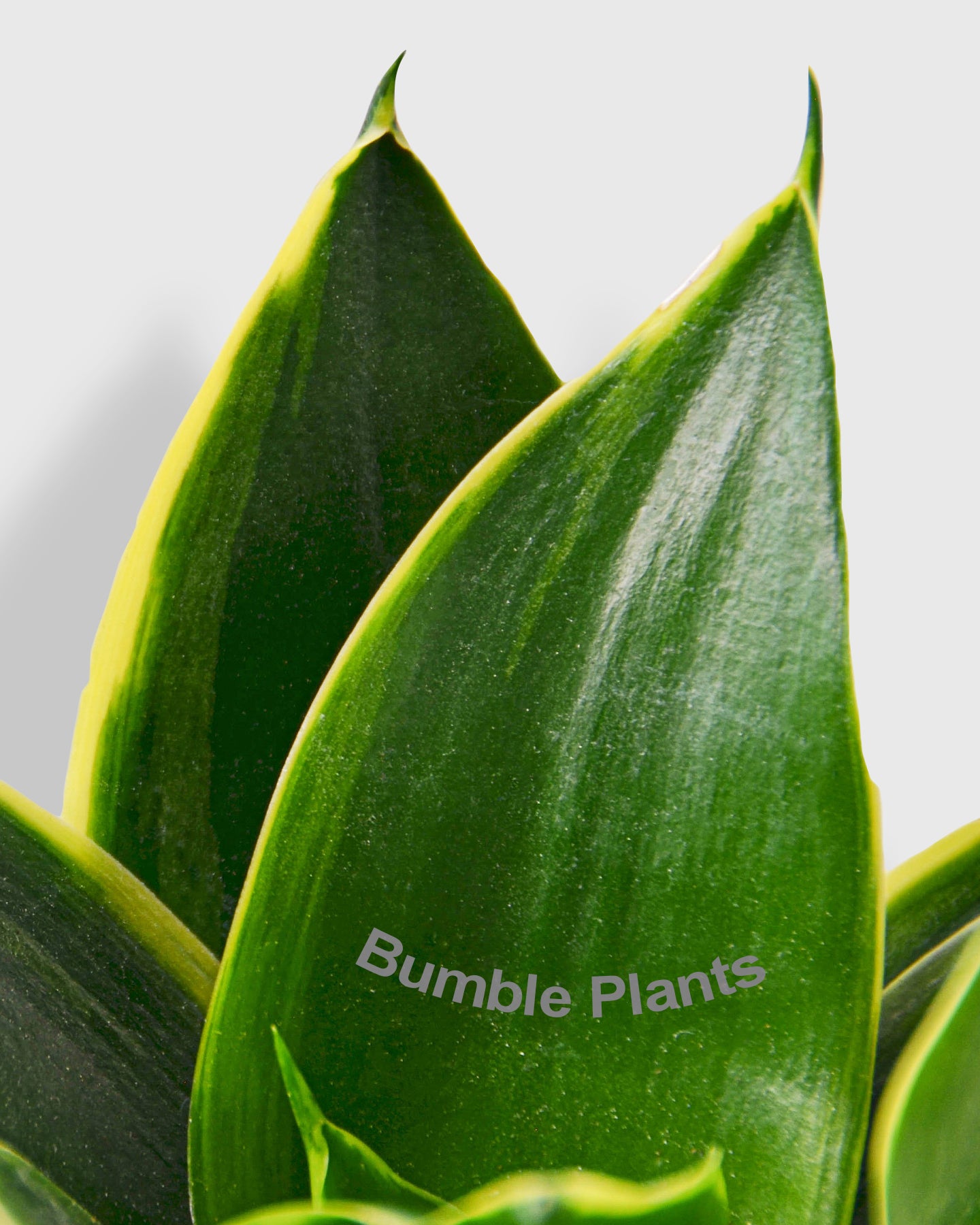 Sansevieria Trifasciata Emerald Star Snake Plant