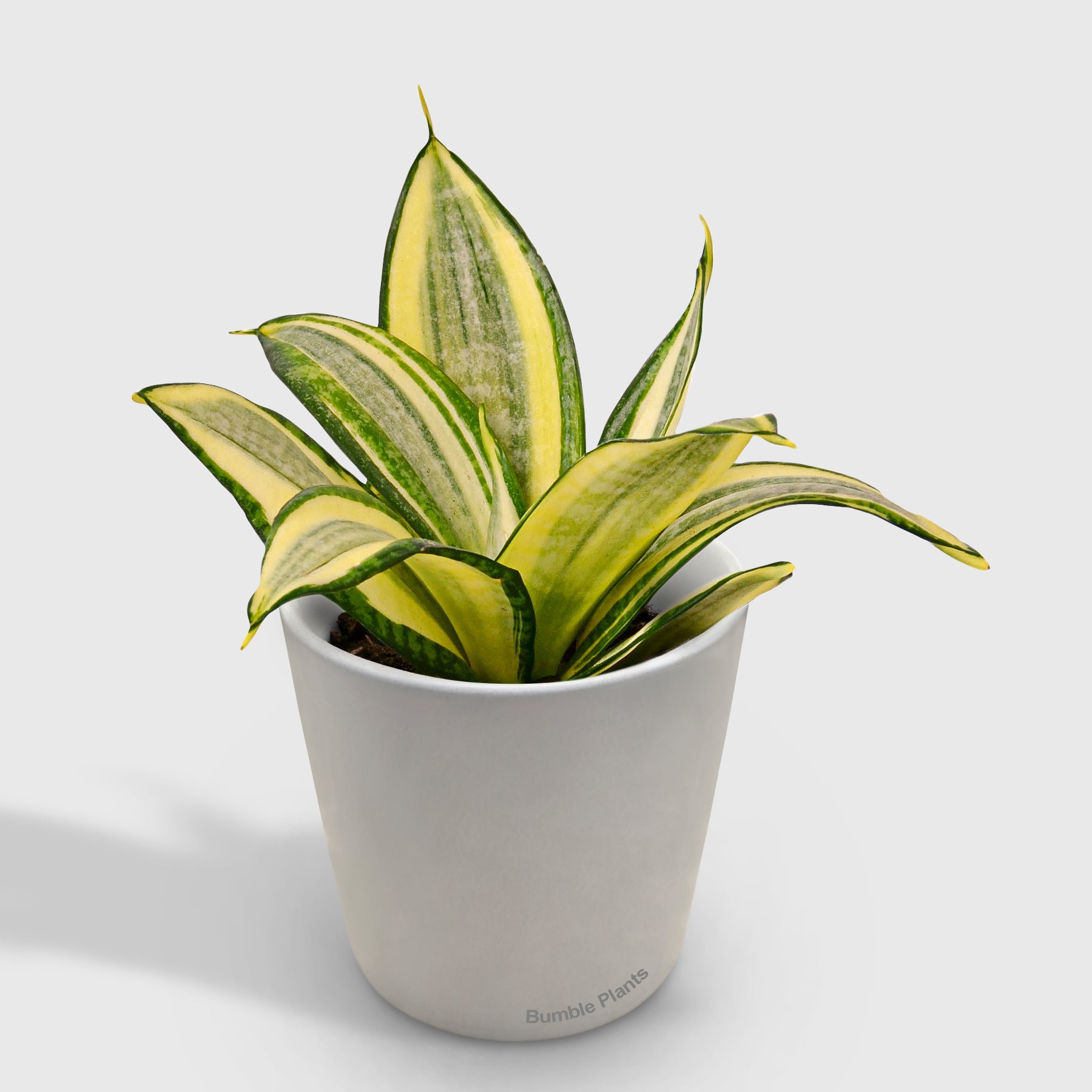 Sansevieria Trifasciata Gold Hahnii Snake Plant