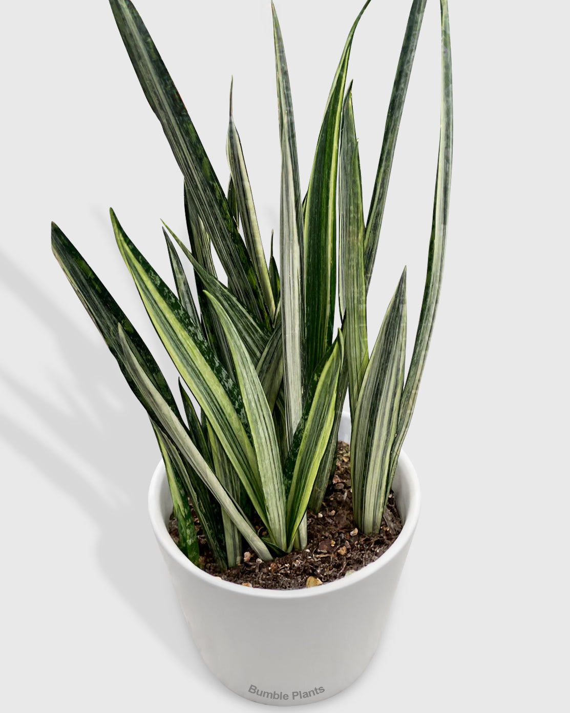 Sansevieria Bantel's Sensation