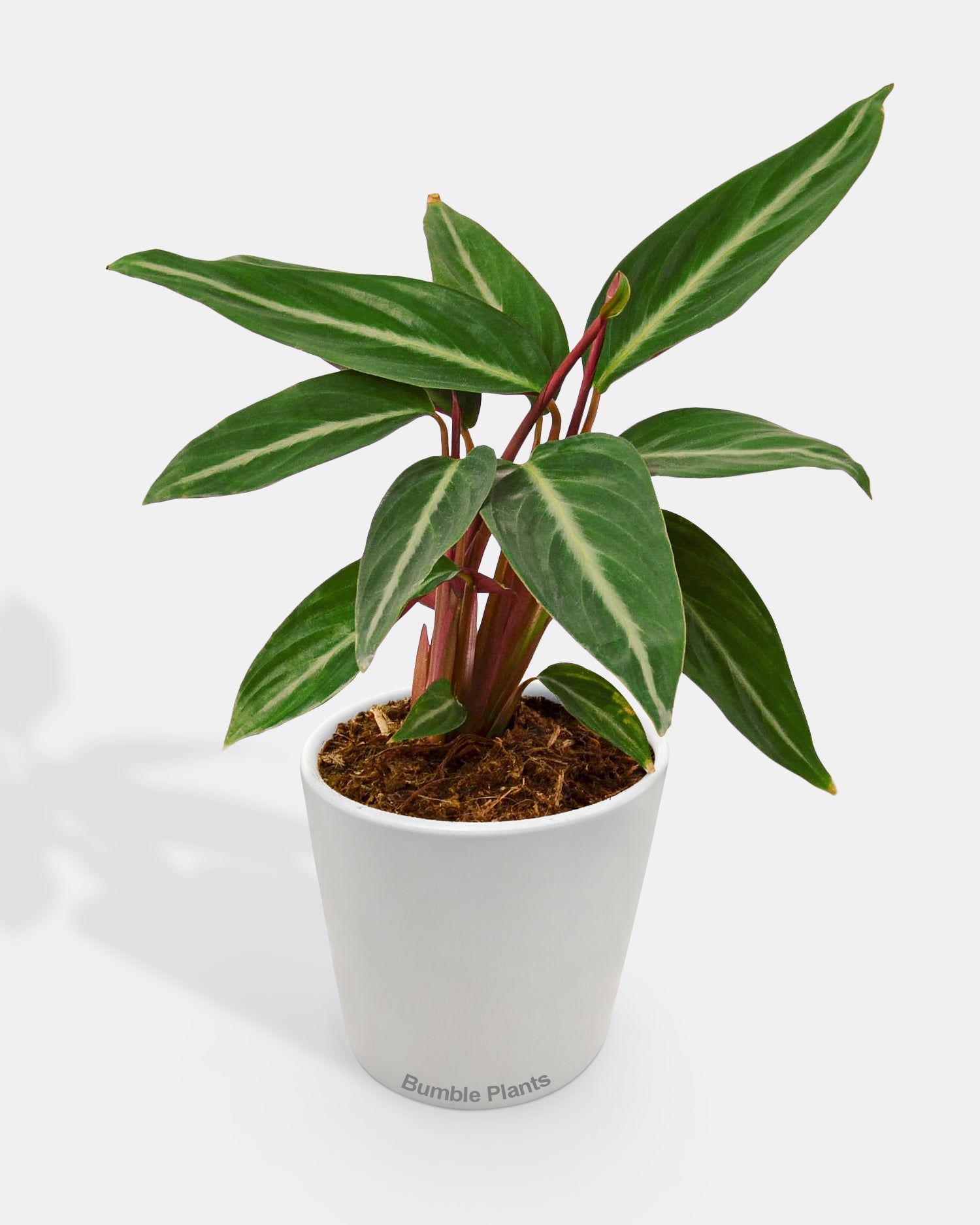 Stromanthe Sanguinea Tricolor