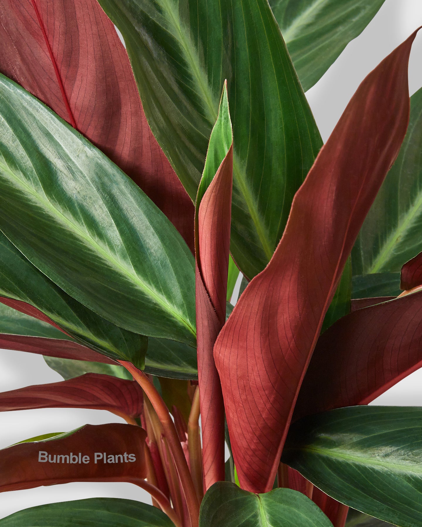 Stromanthe Sanguinea Tricolor