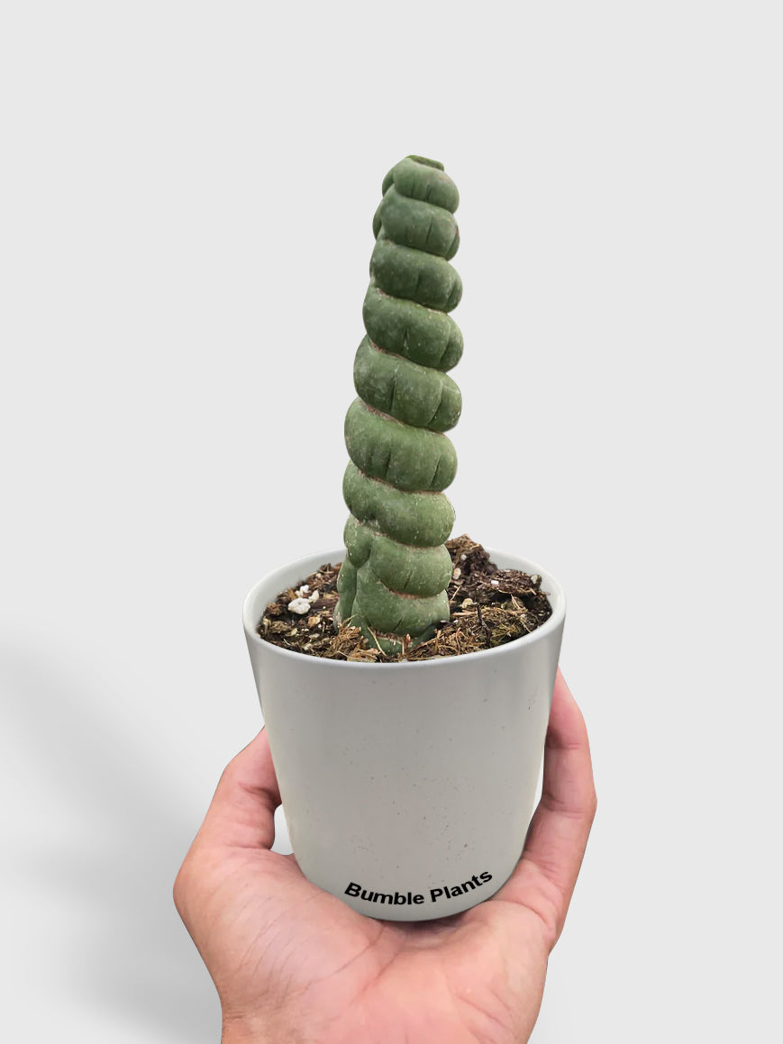 Unicorn Cactus