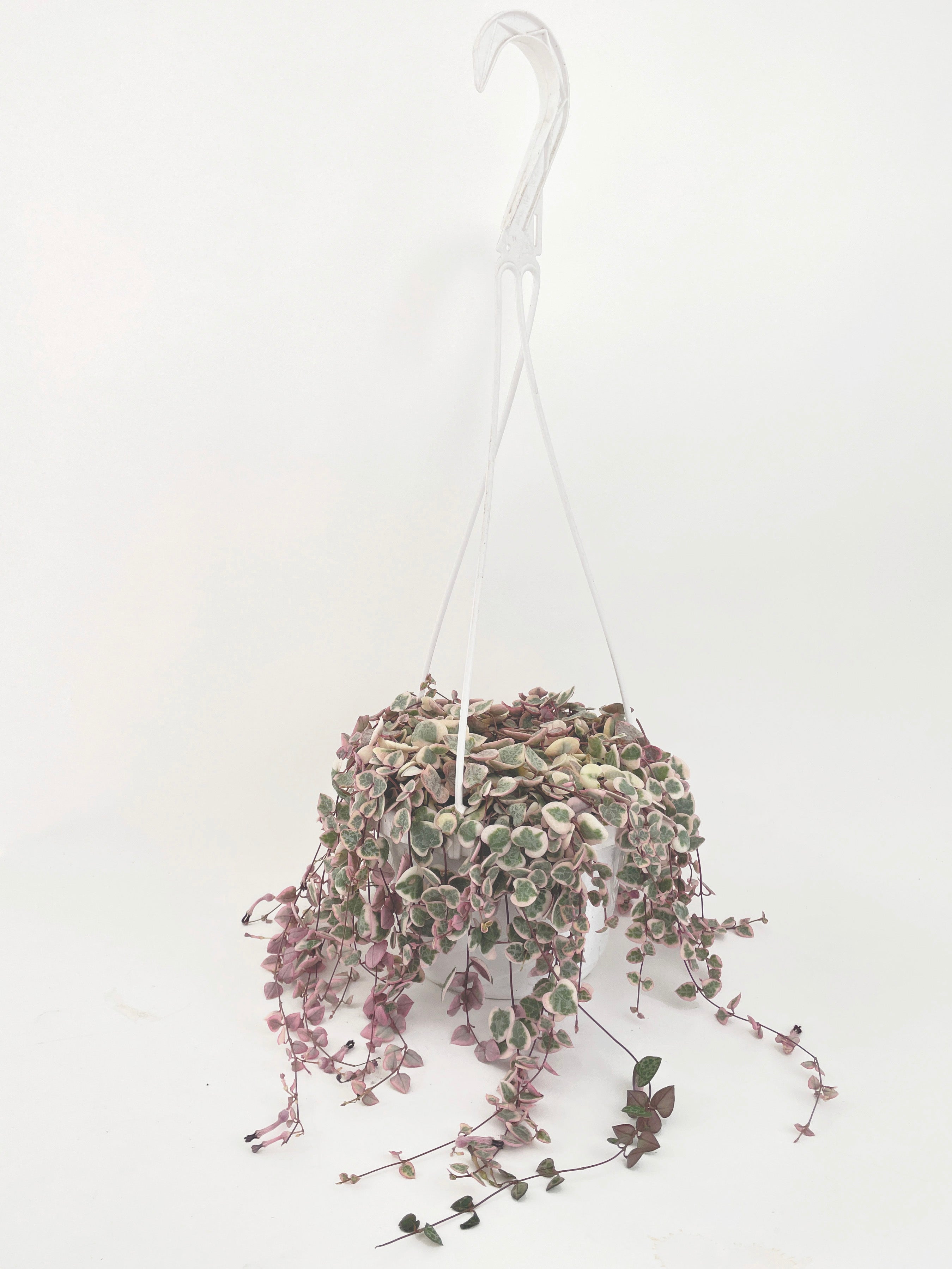 Variegated String of Hearts Succulent