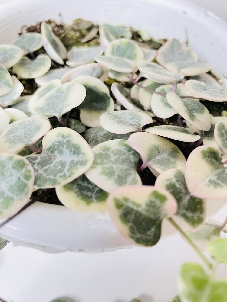 Variegated String of Hearts Succulent