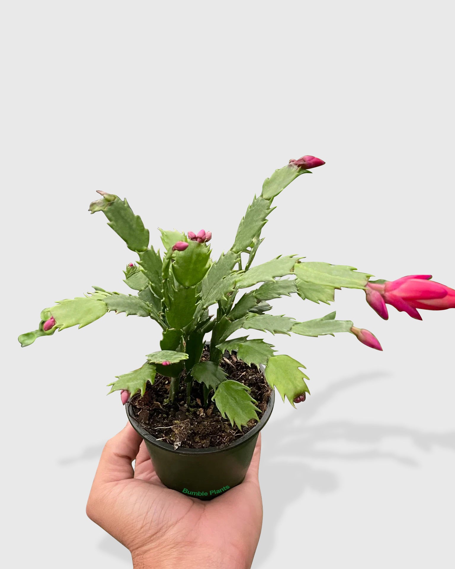Zygocactus 'Christmas Cactus'
