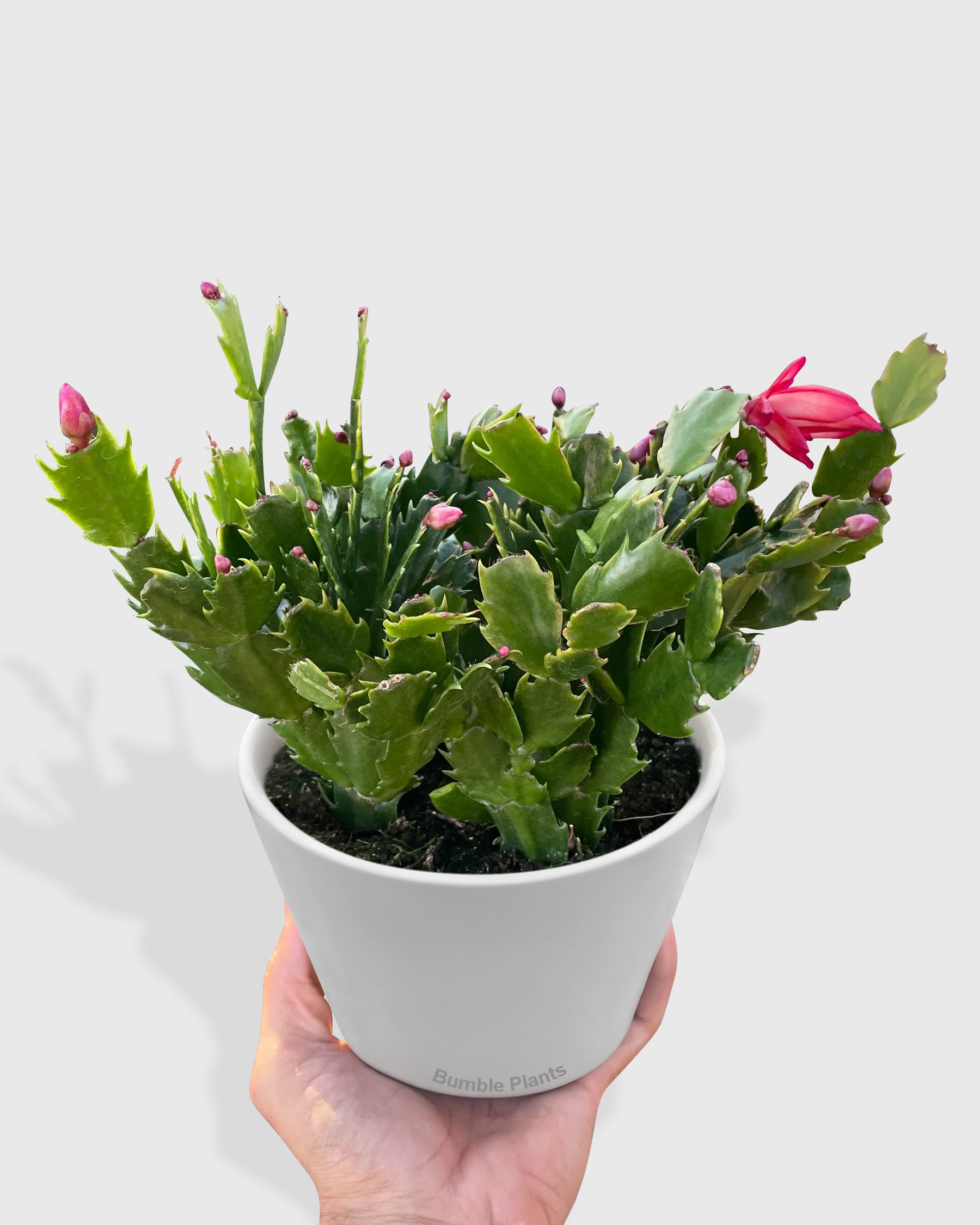 Zygocactus 'Christmas Cactus'