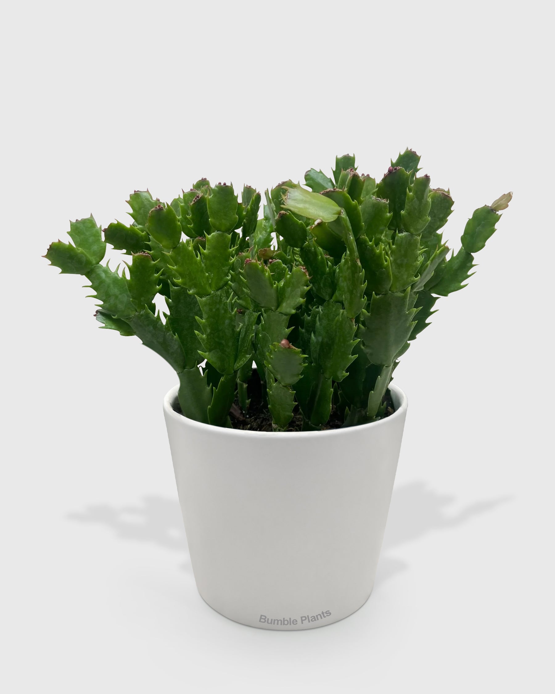 Zygocactus 'Christmas Cactus'