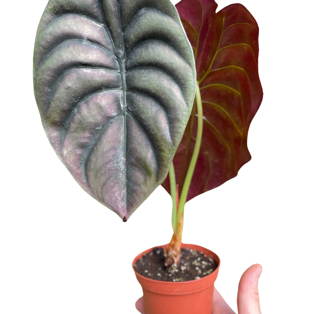 Alocasia Cuprea Red Secret Jewel