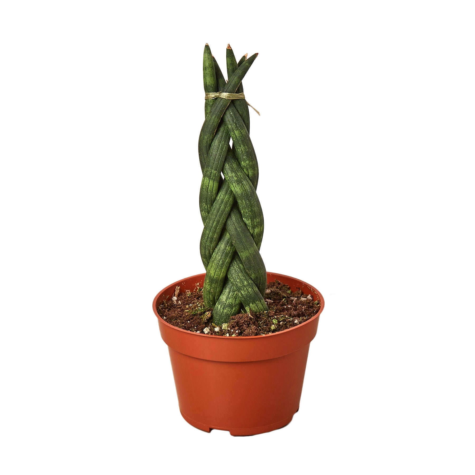 Sansevieria Trifasciata Braided Snake Plant