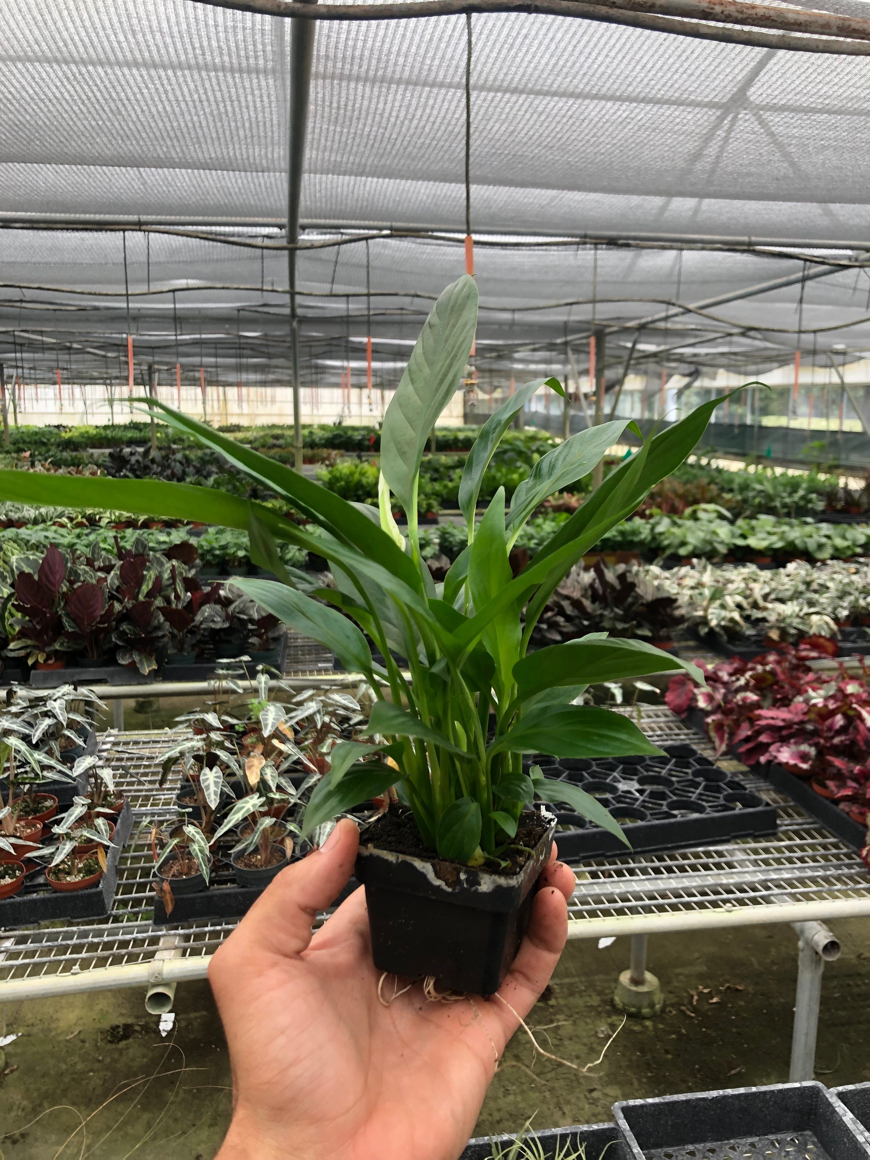 Peace Lily 'Spathiphyllum Wallisii'